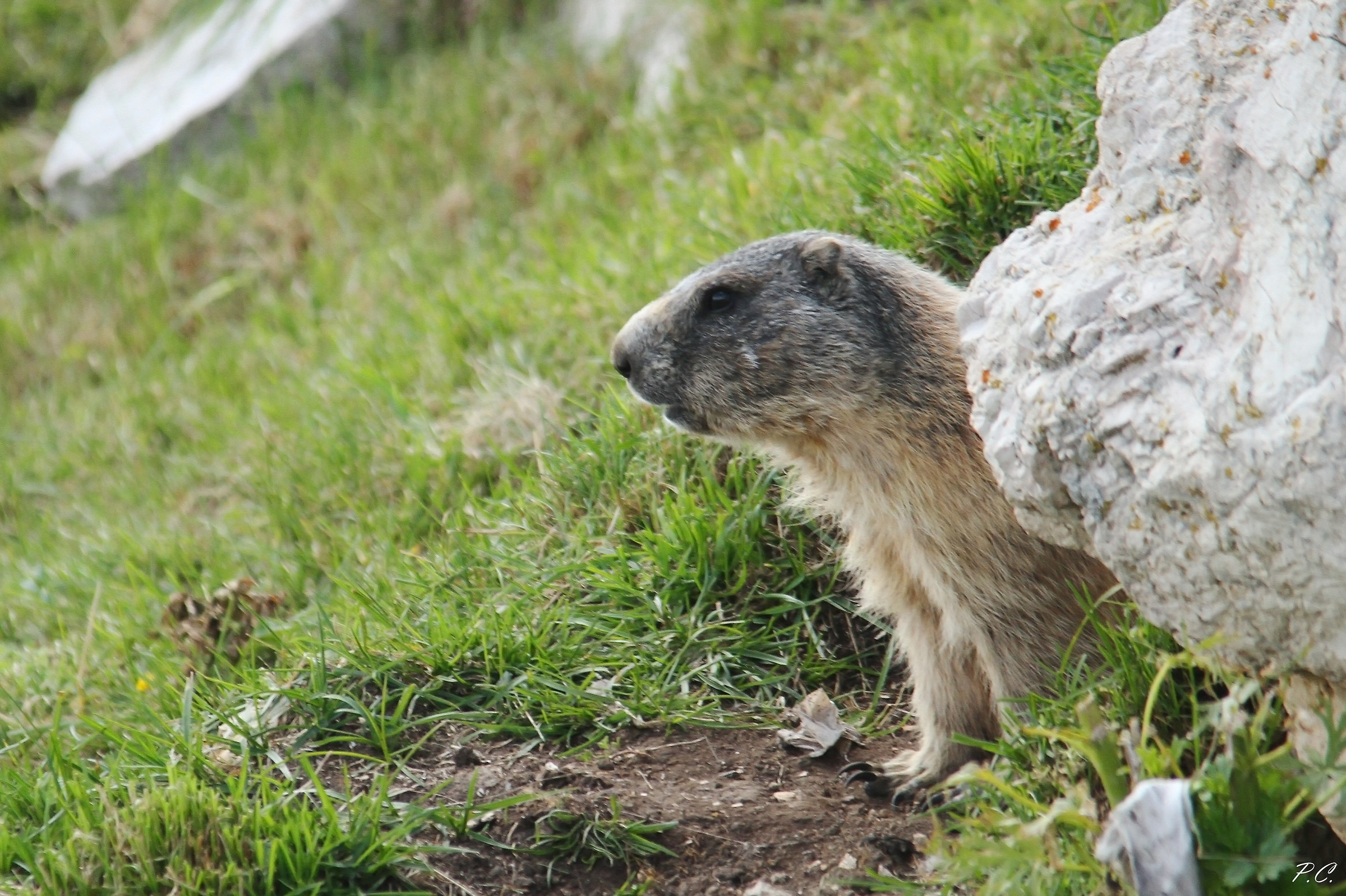 The marmot and its den...