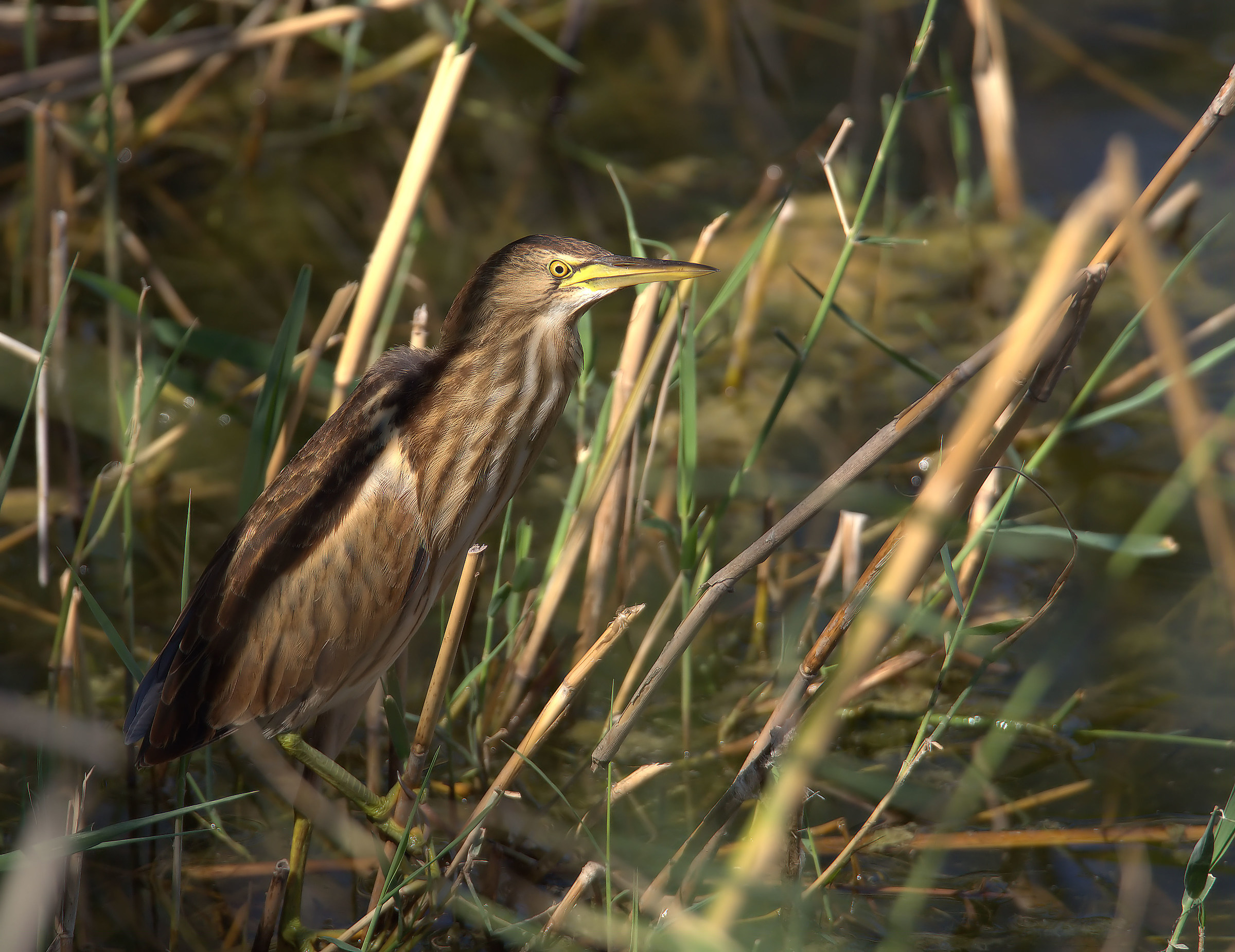 Bittern...