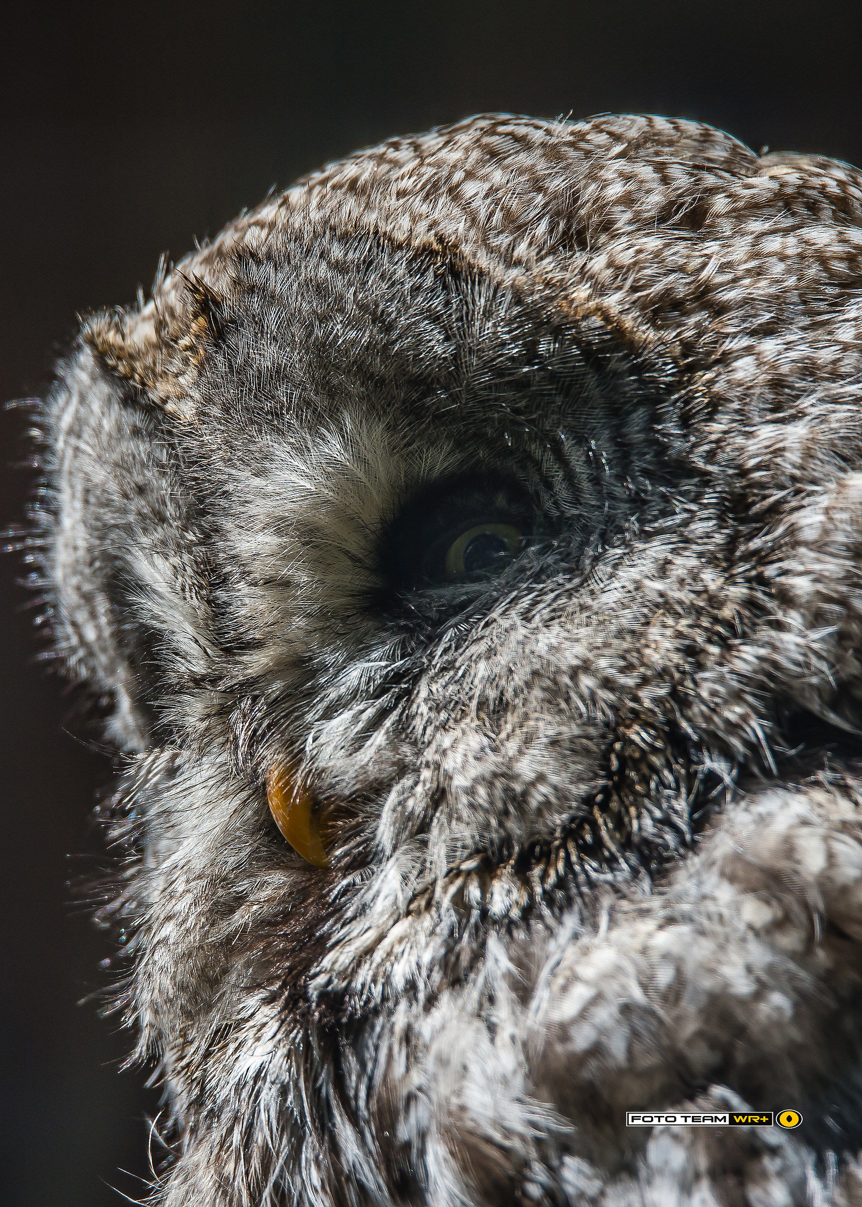 Great Lapland owl - Nebula Strix...
