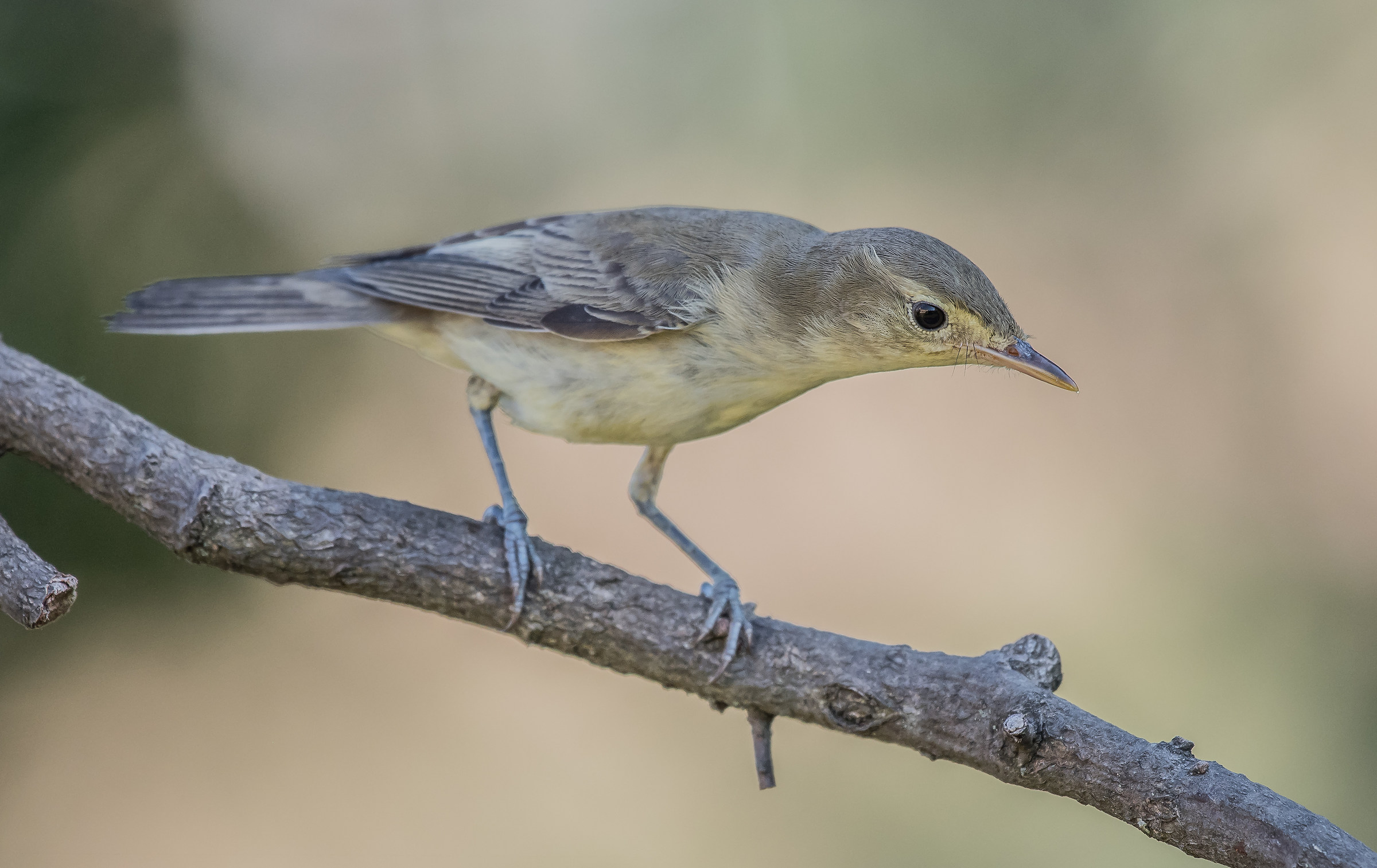 melodious warbler...