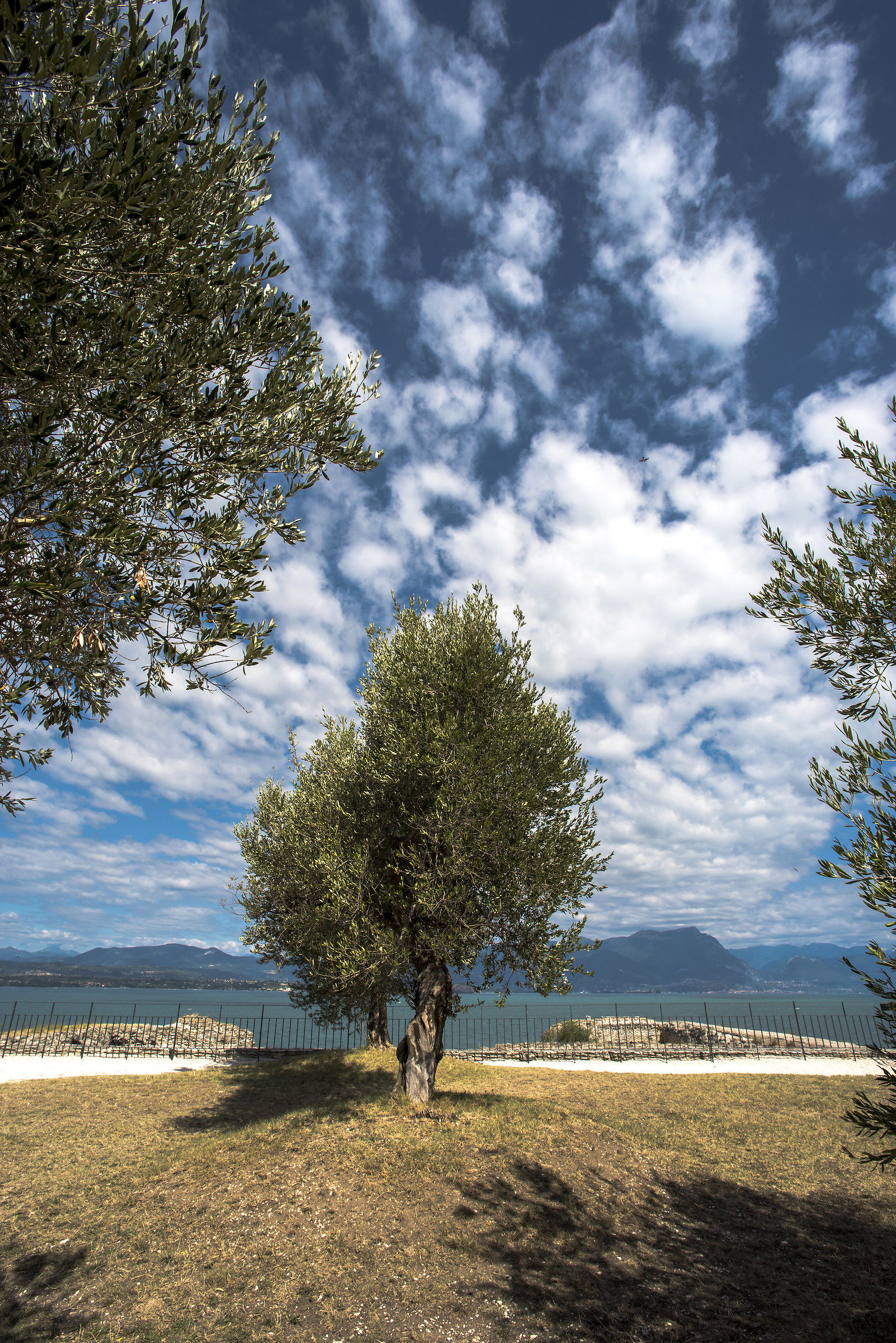 Sirmione - the olive trees at the Caves of Catullo...