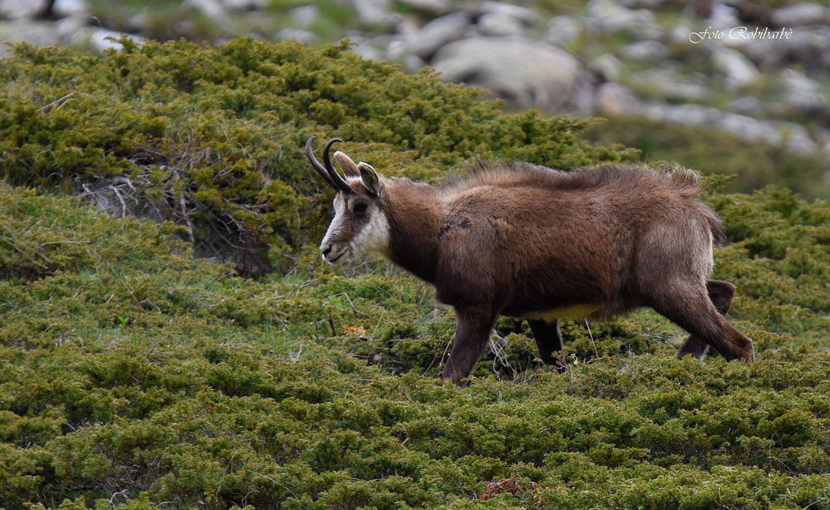 The Chamois on the juniper ......