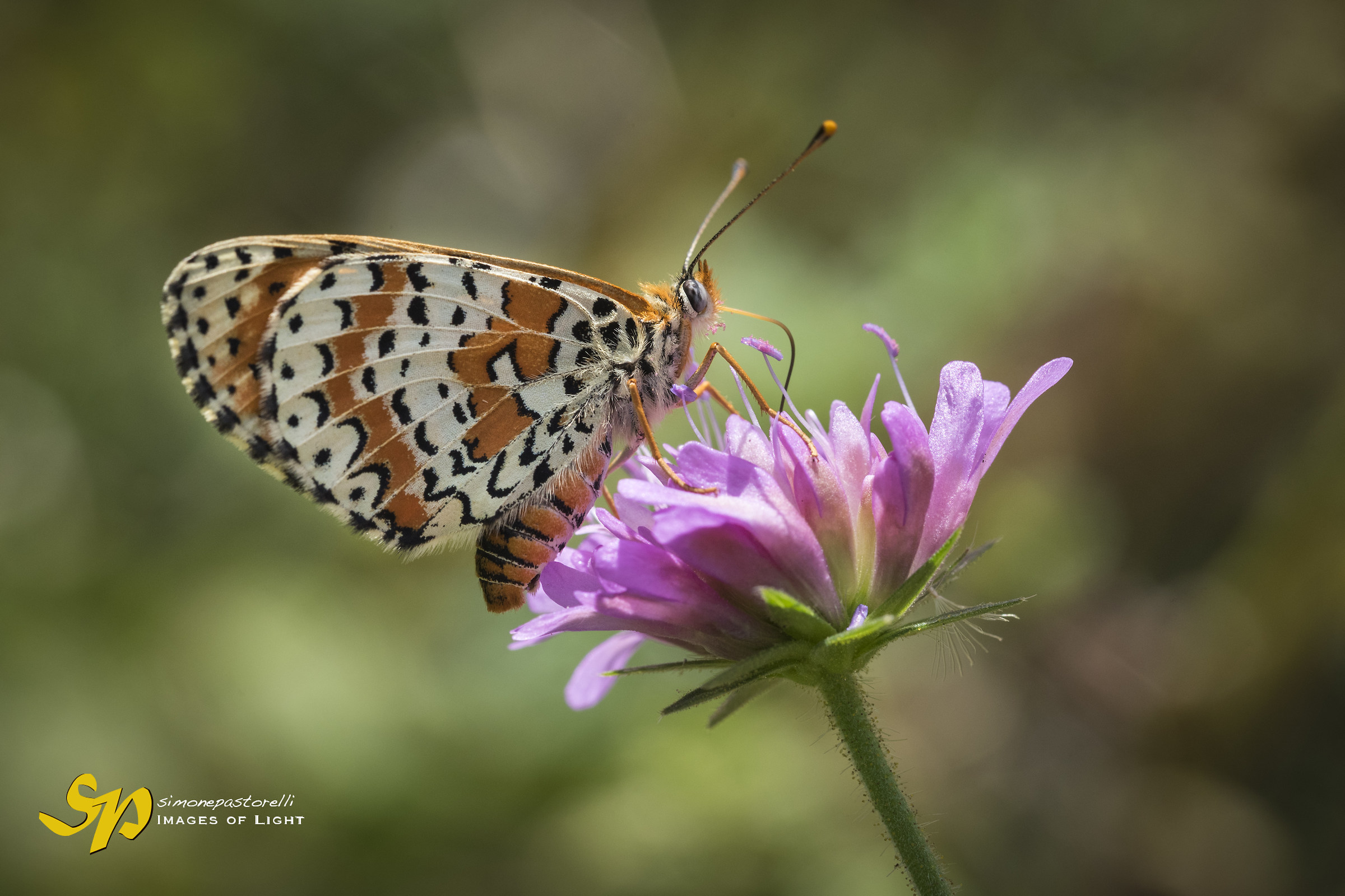 Macro 2017 - Butterfly and flower...