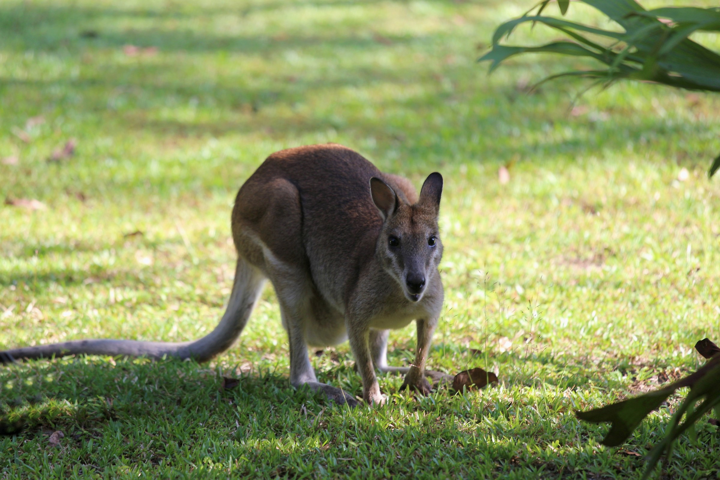 A guest at the resort...