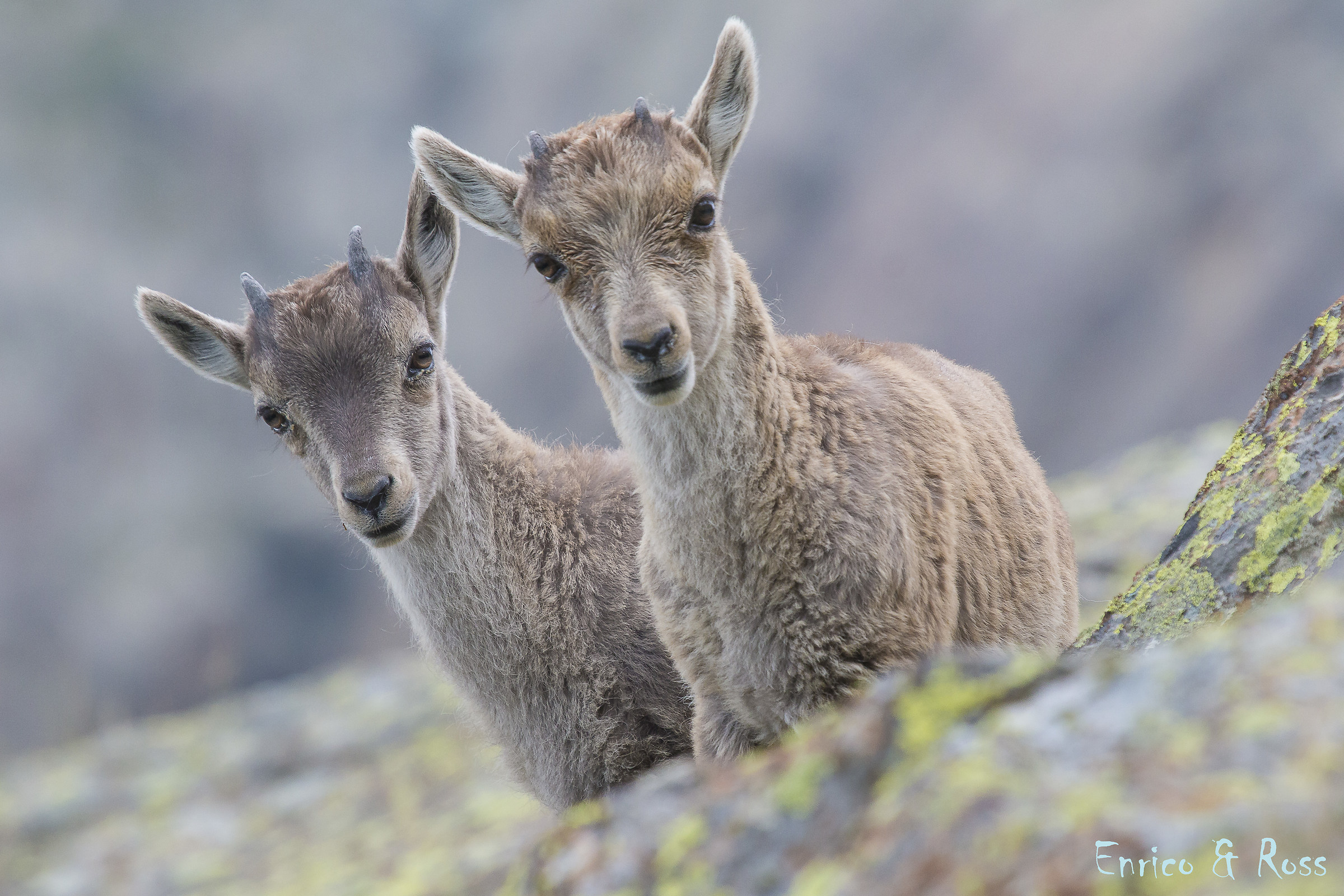 Curious brothers...