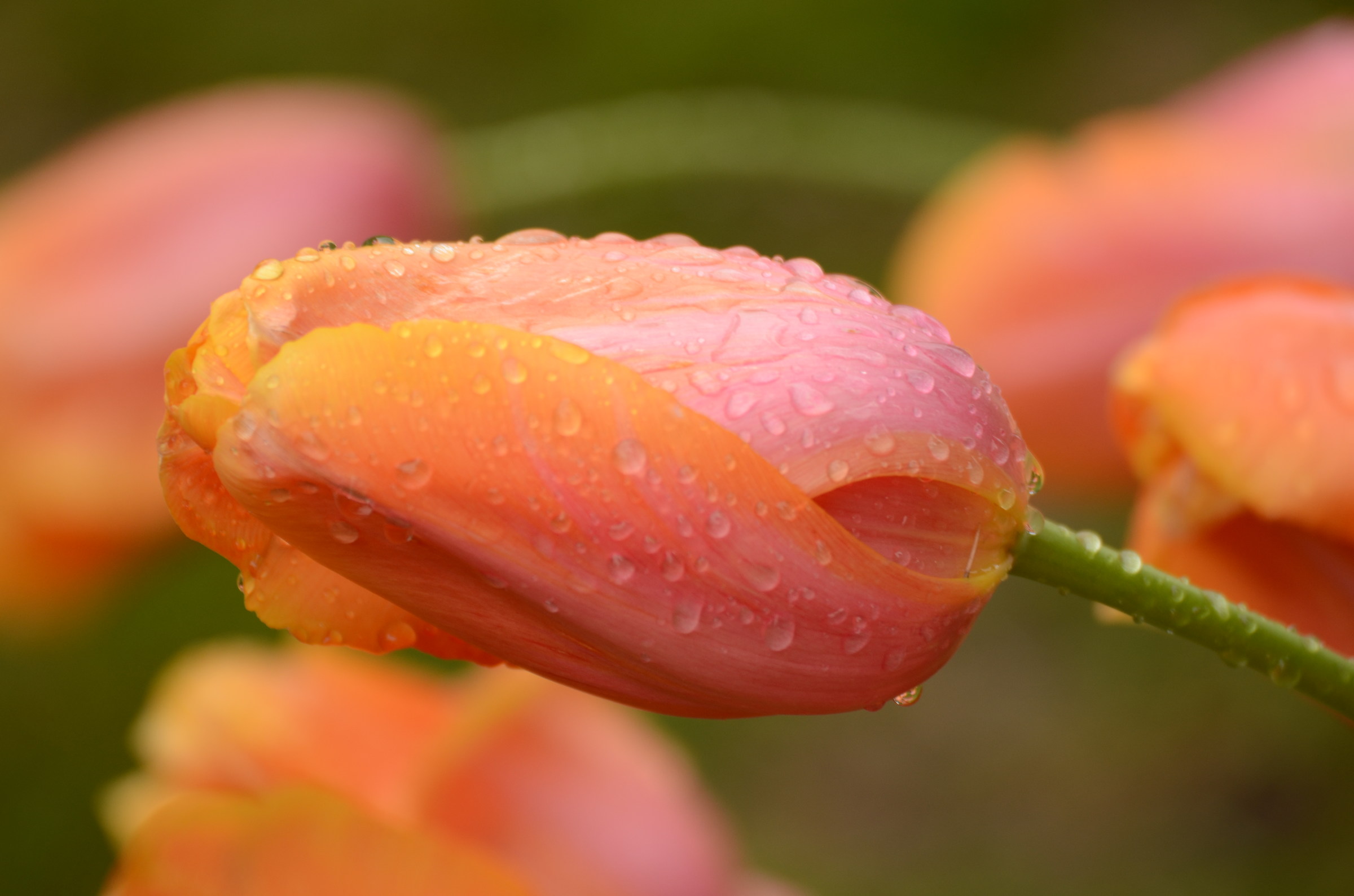 Flower...