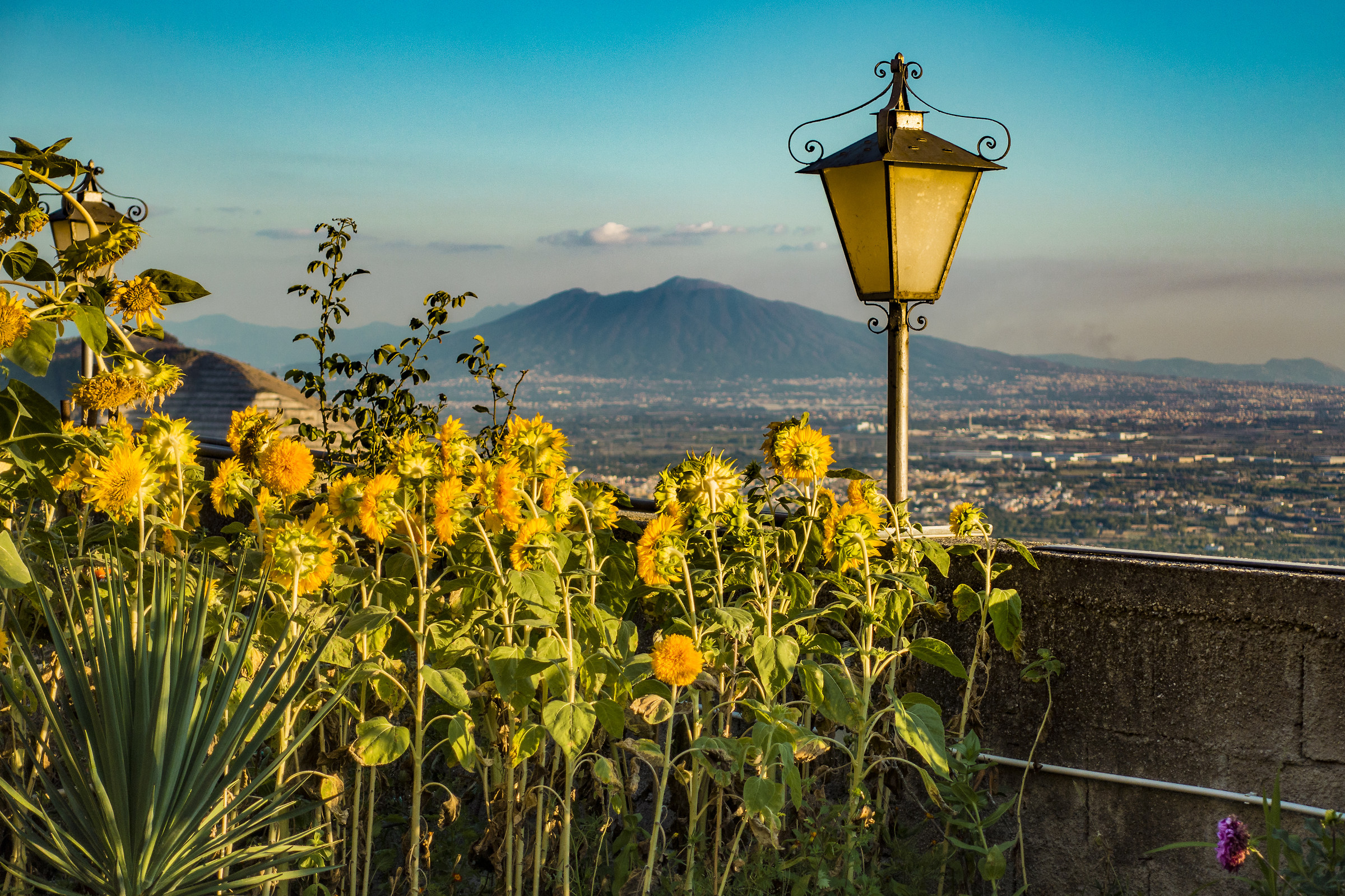 Sunflowers and Vesuvius...