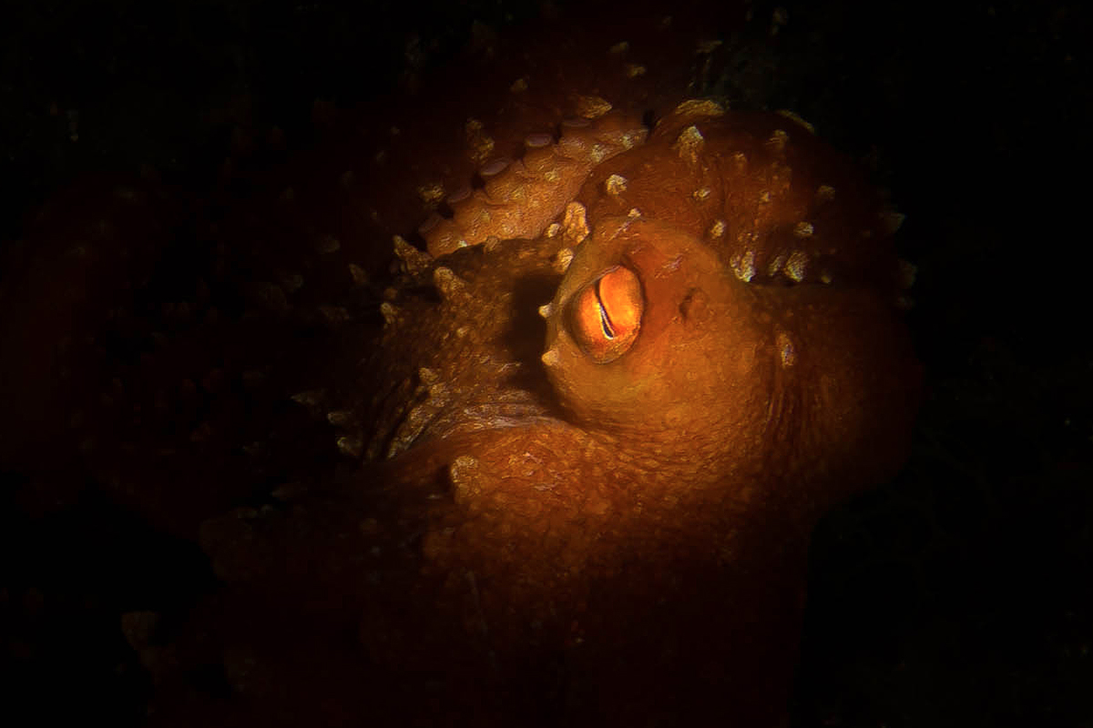 Octopus Macropus (Polpessa) - Finale ligure...