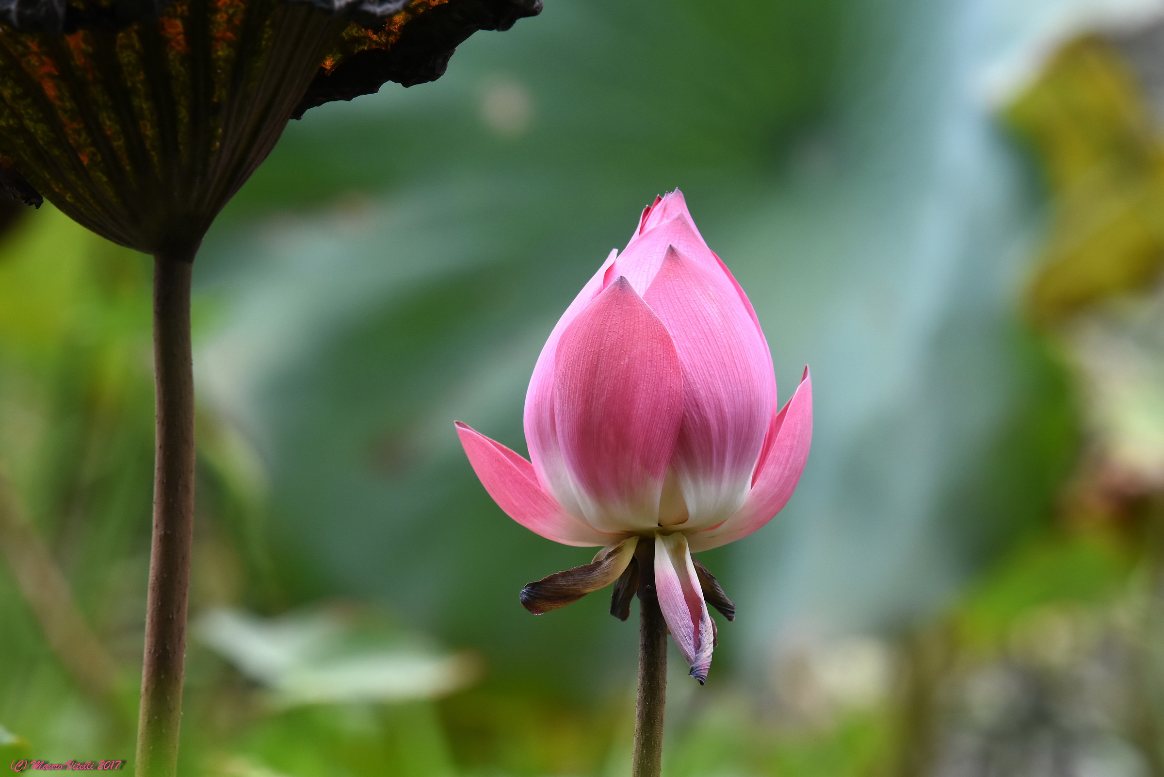 Lotus flower......