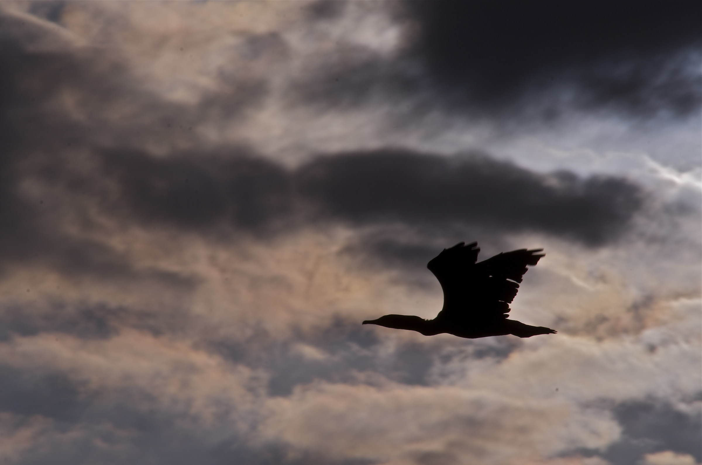 Cormorant at dawn...