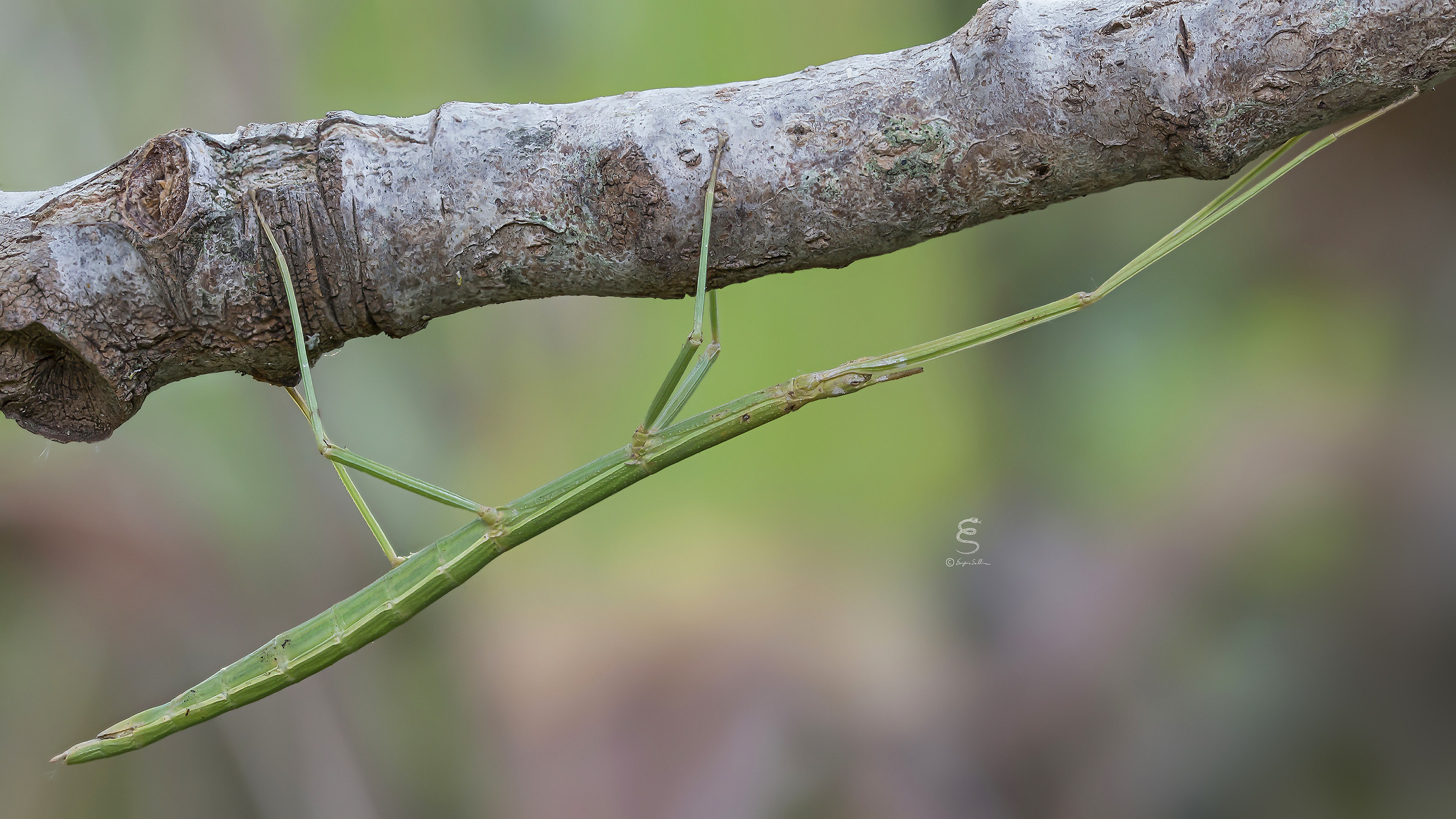 Stick insect...