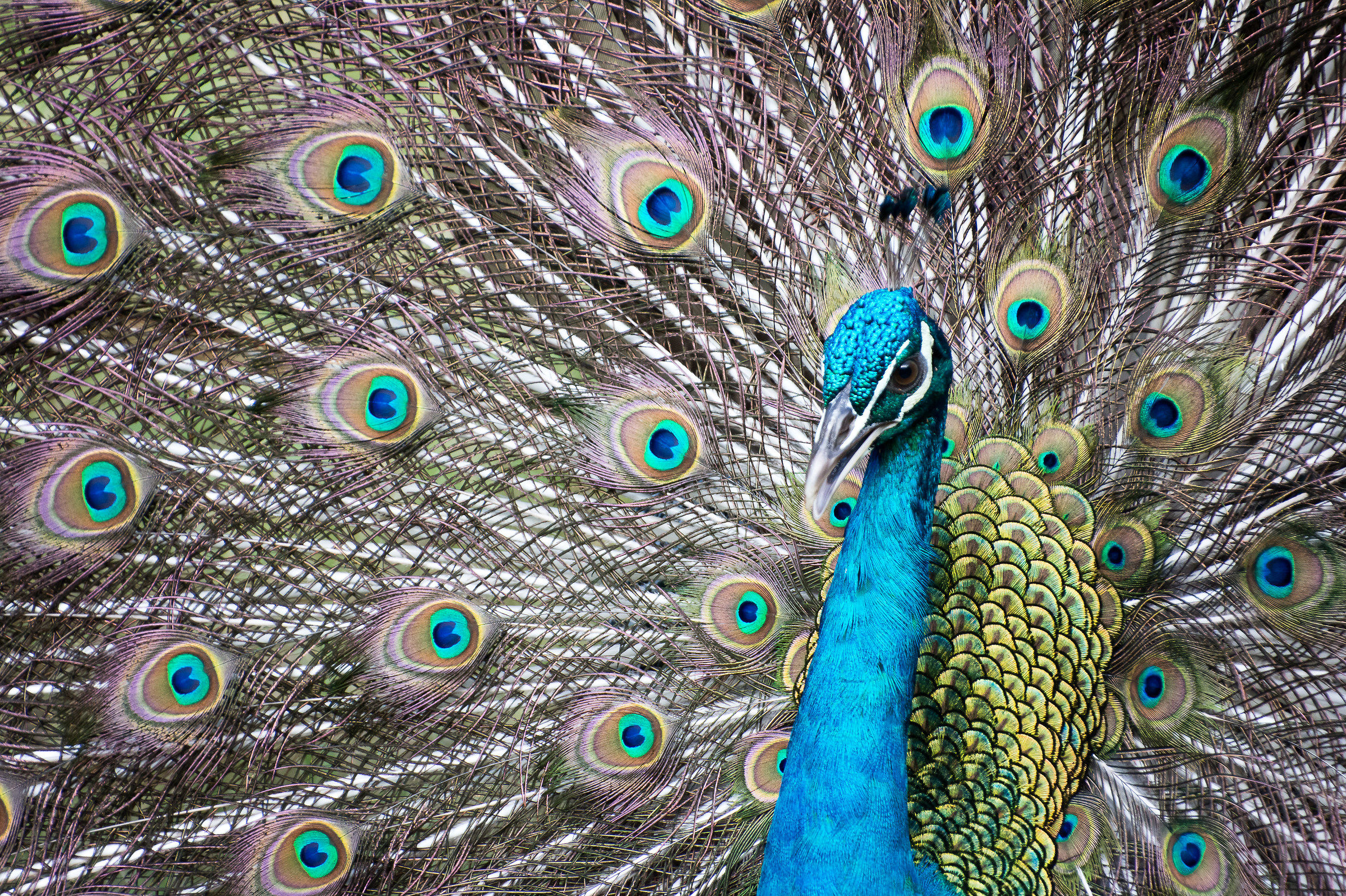Peacock in courtship...