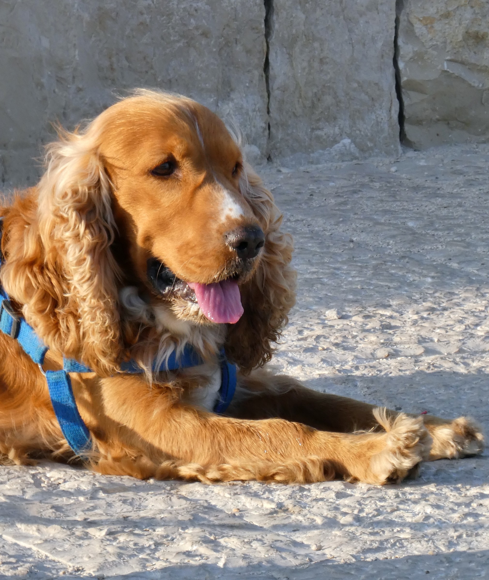 Pallino.Cuore di cane...