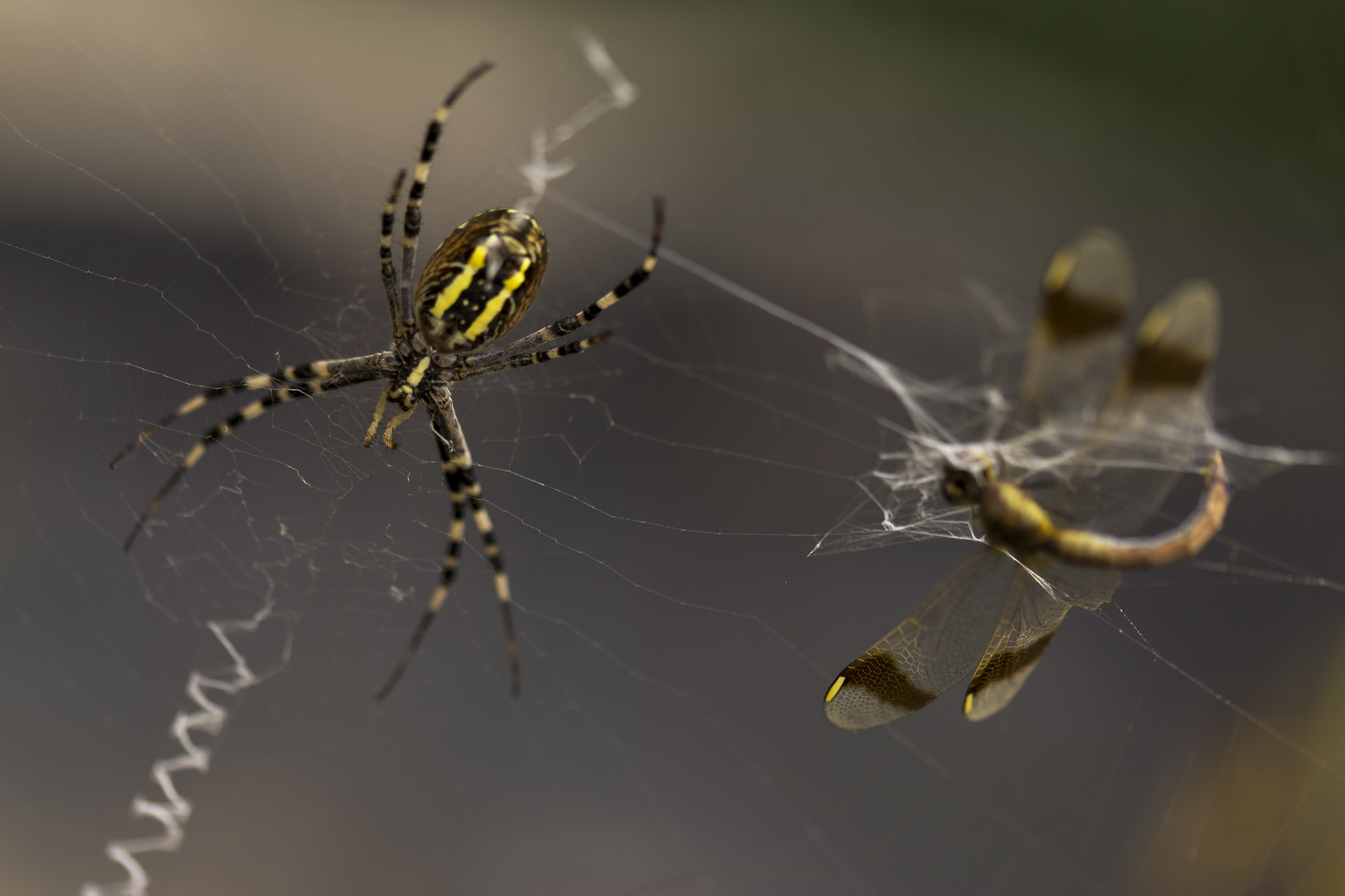 Wasp spider and prey...