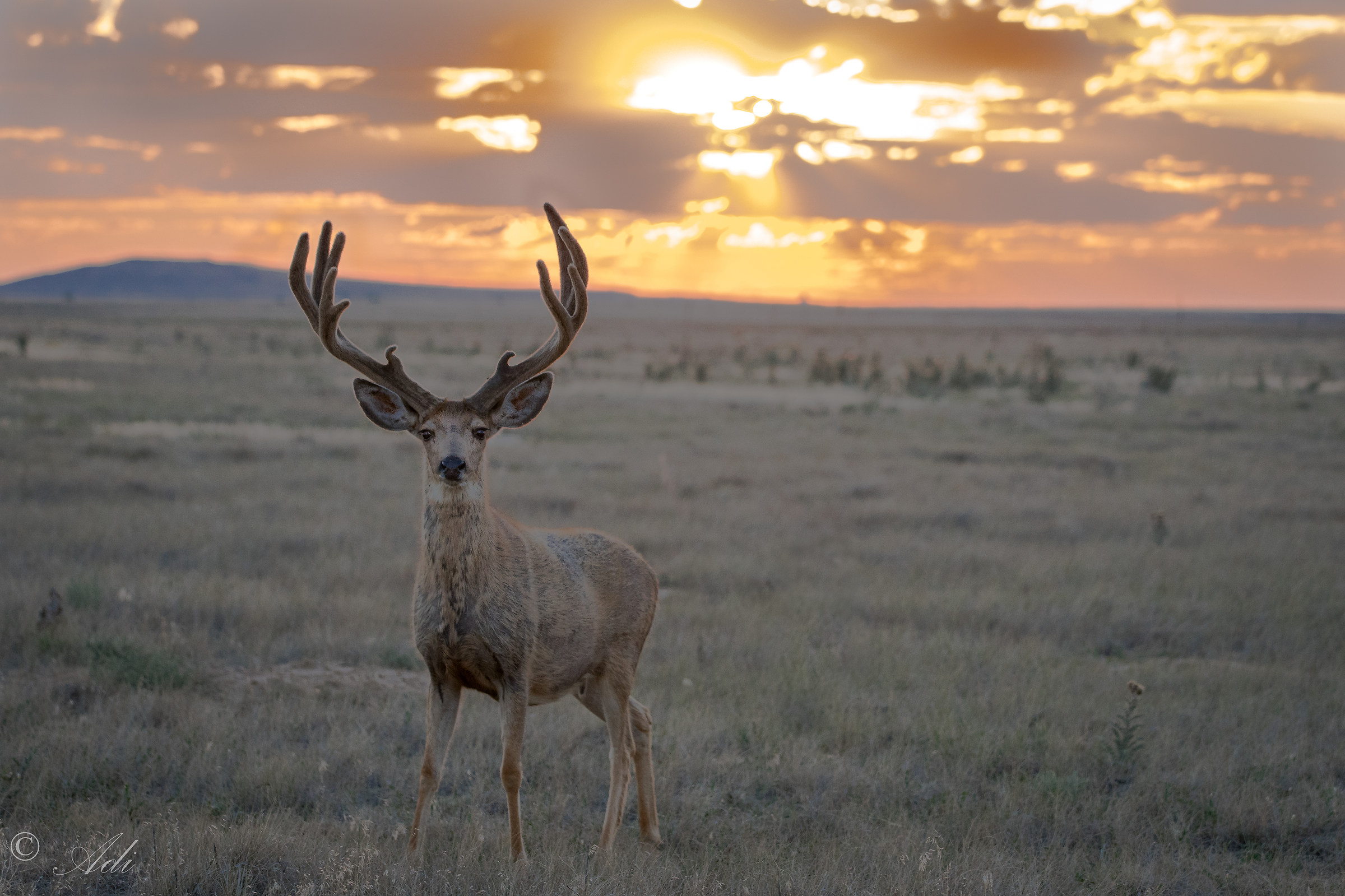 Mule Deer at sunrise...