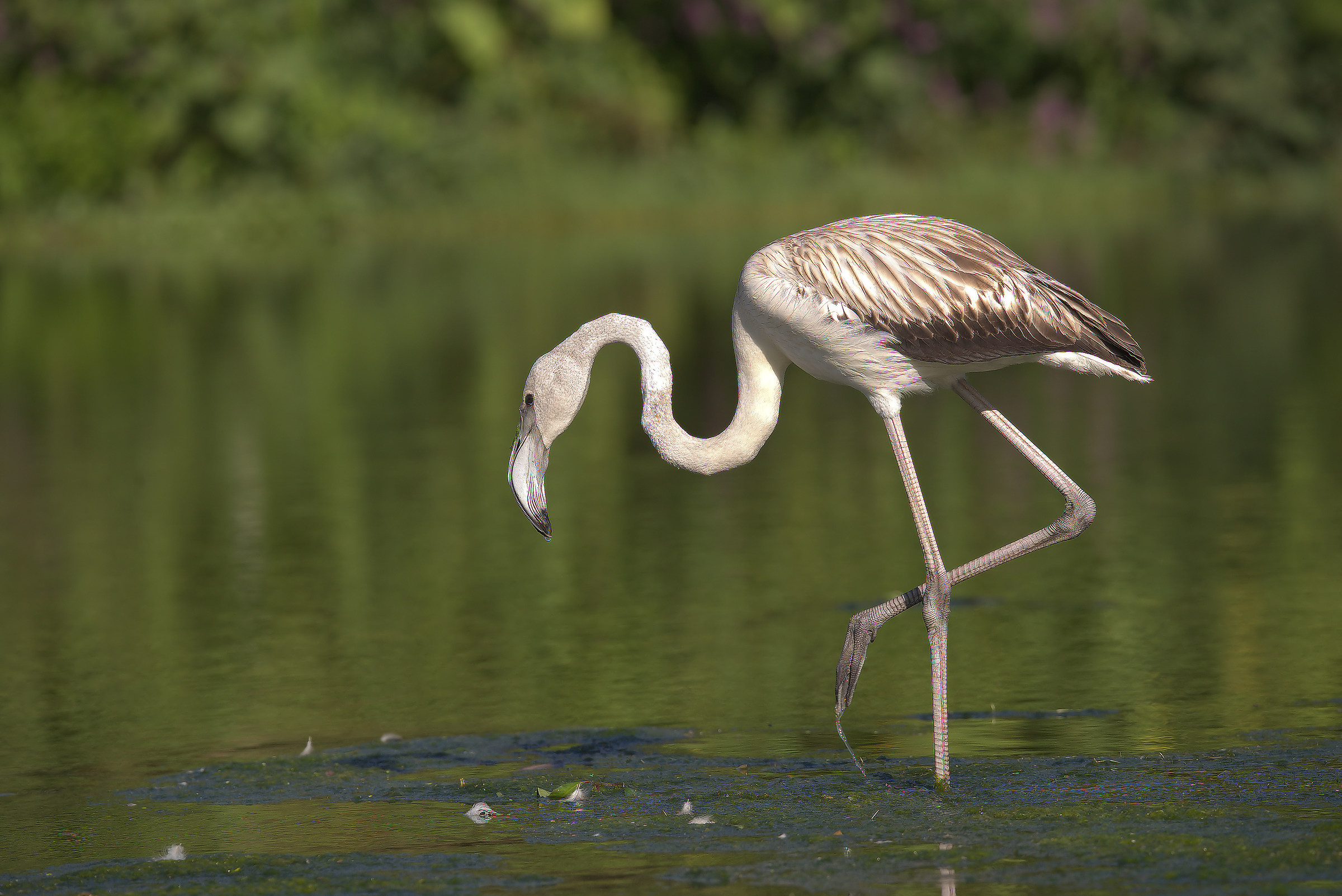 Flamingo...