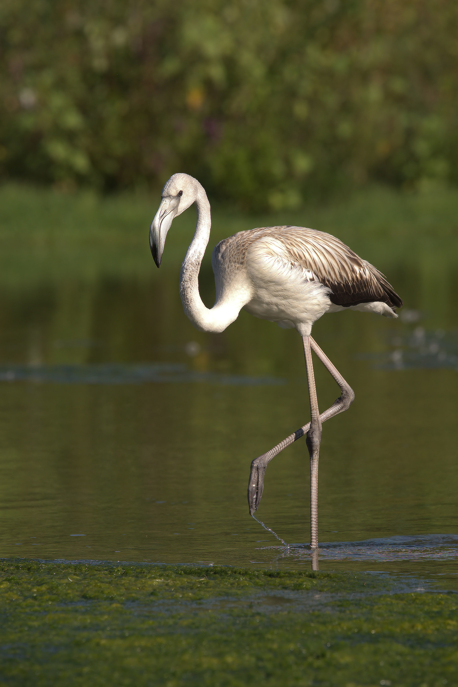Flamingo...