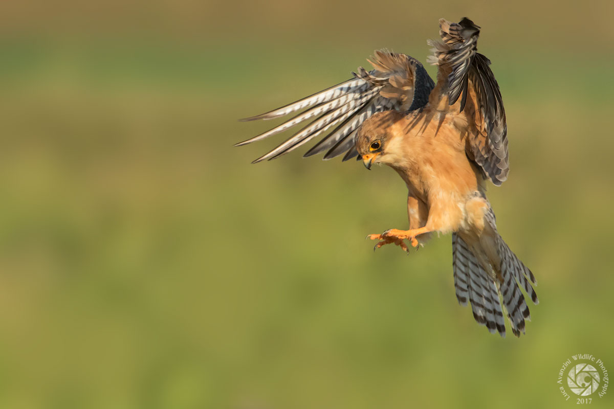 Falco cuculo Femmina in atterraggio...