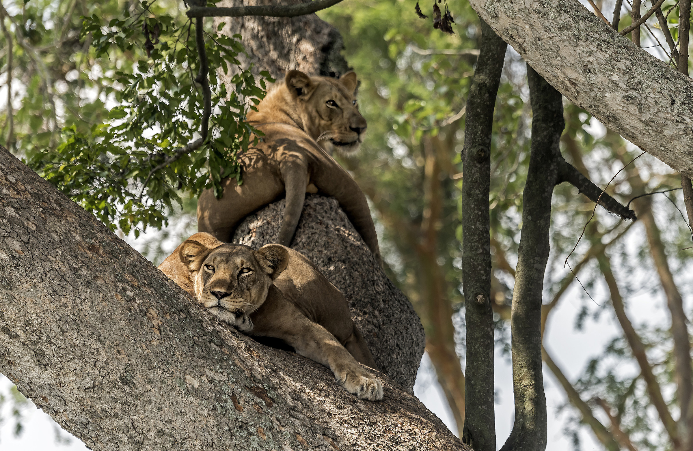 Climber lions - Uganda...
