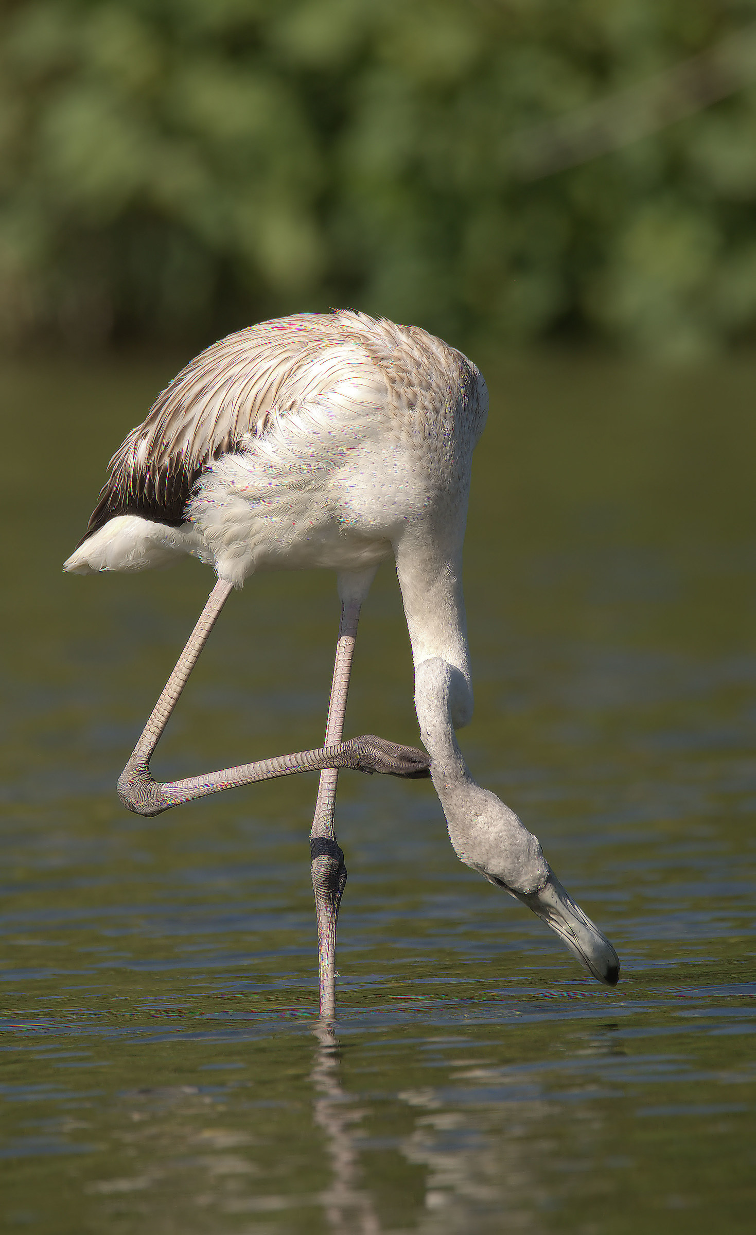 Flamingo...