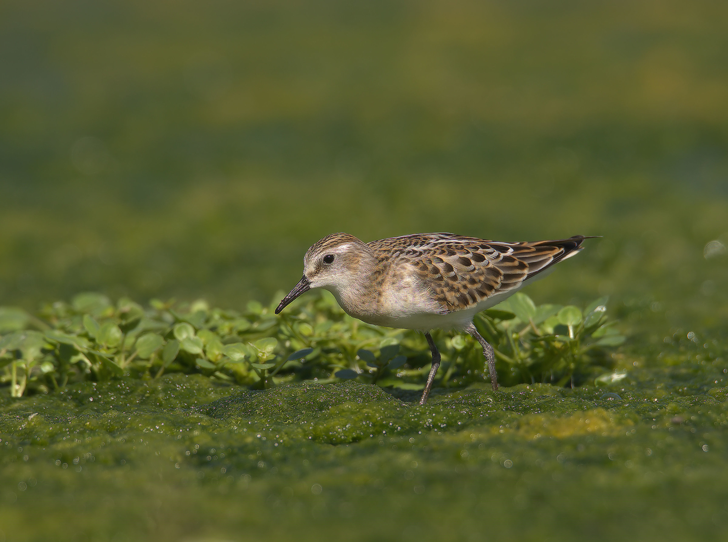 Gambecchio common juv...