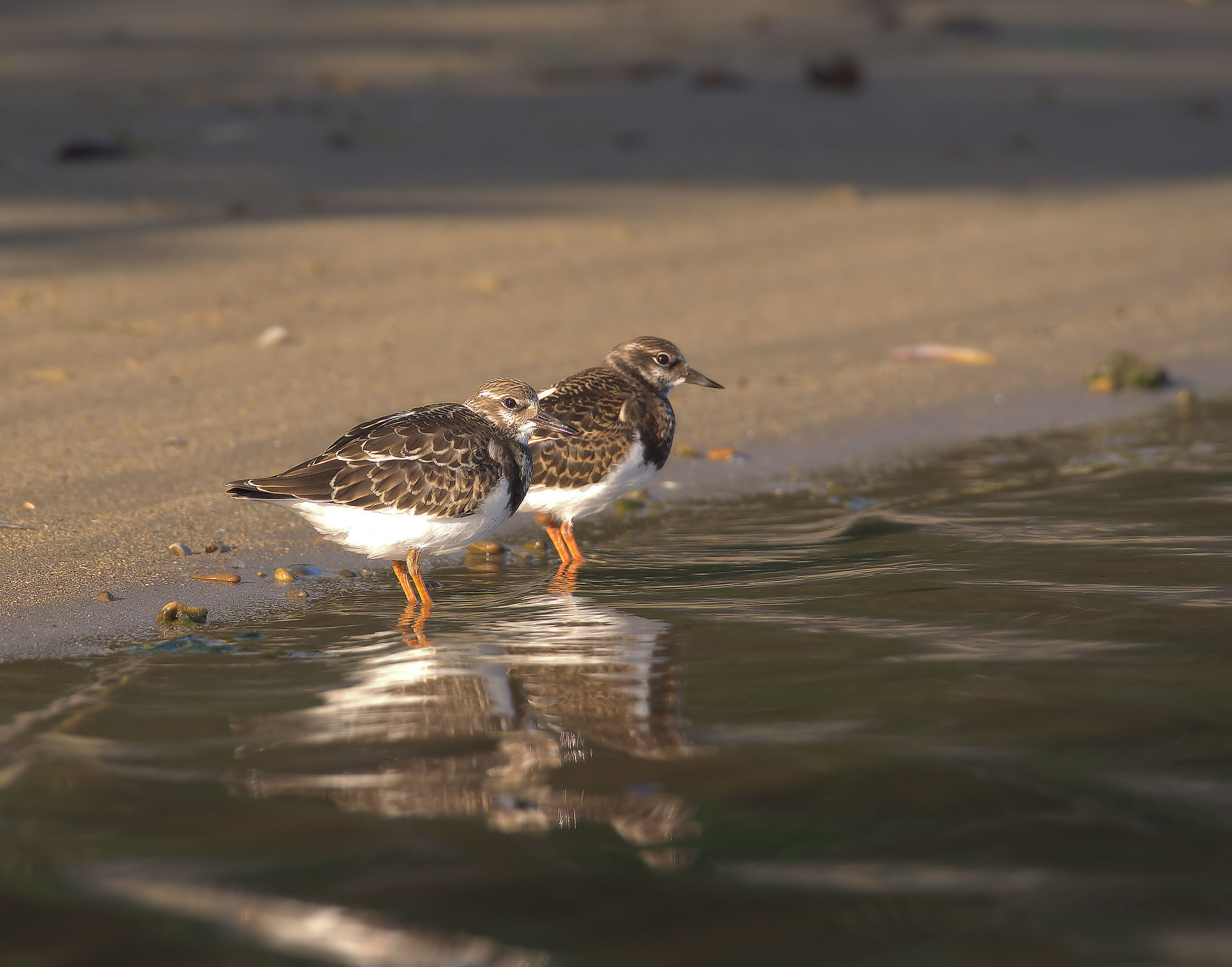 Turnstone...
