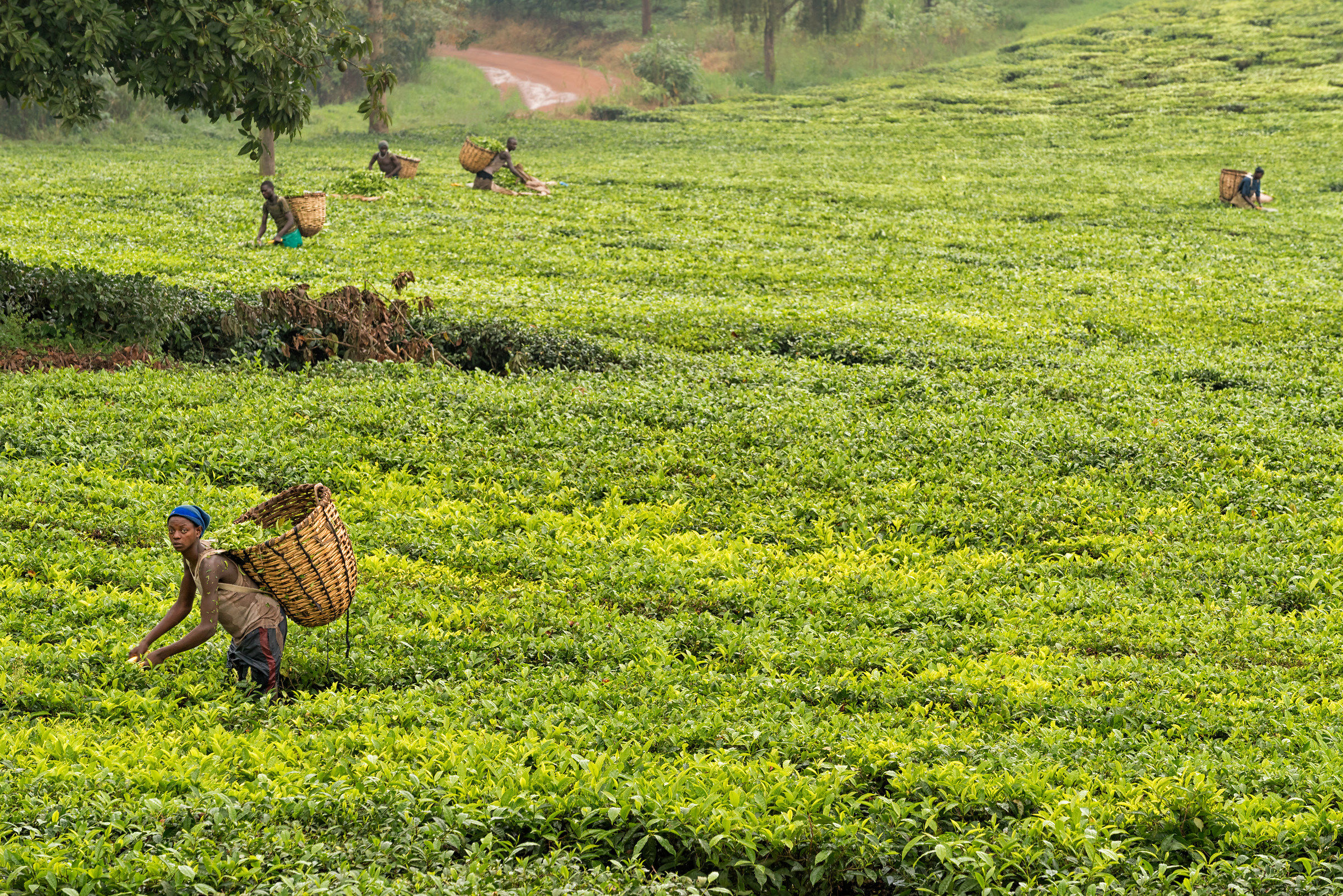 Tea plantation, Uganda...