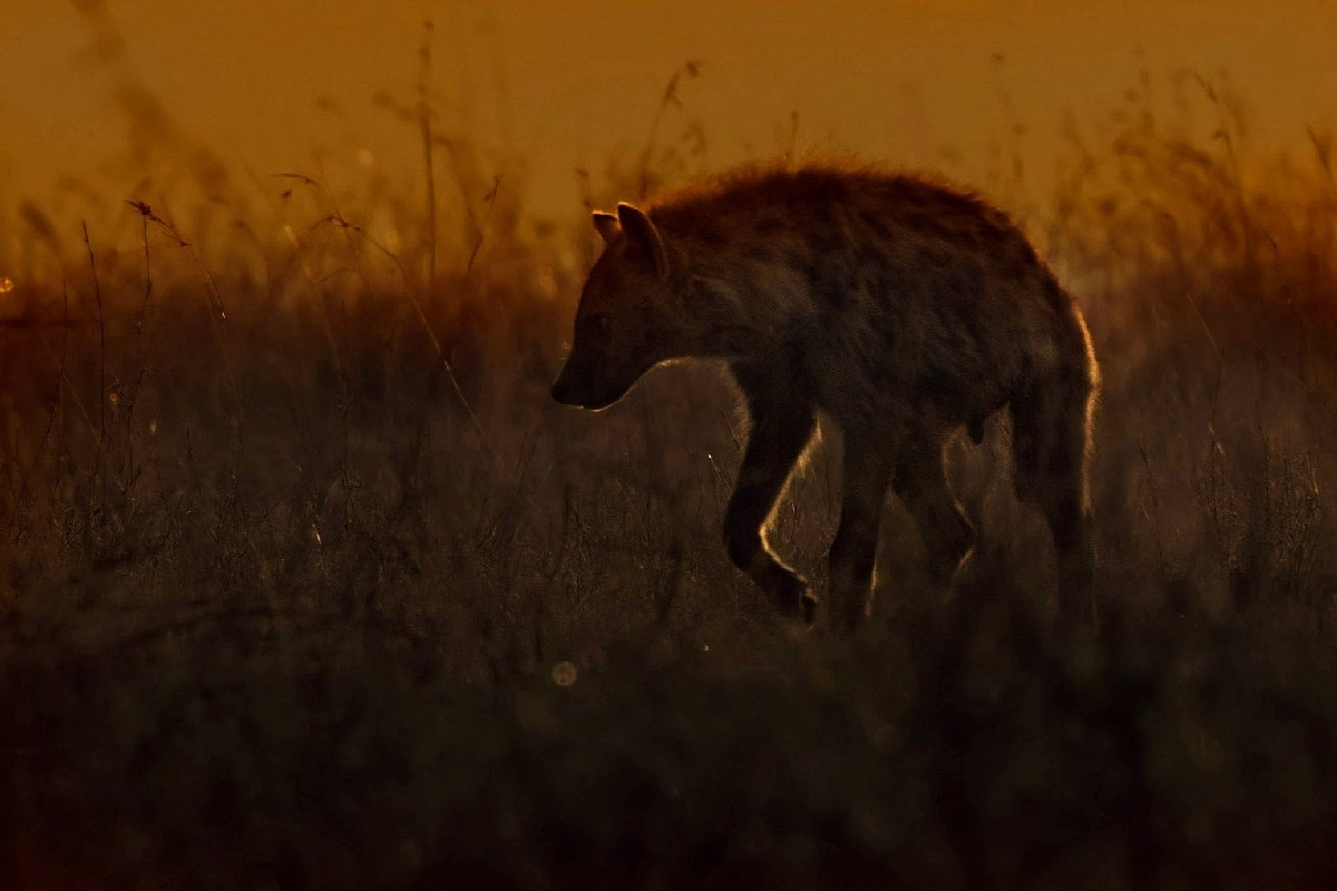 The sunrise of hyena...