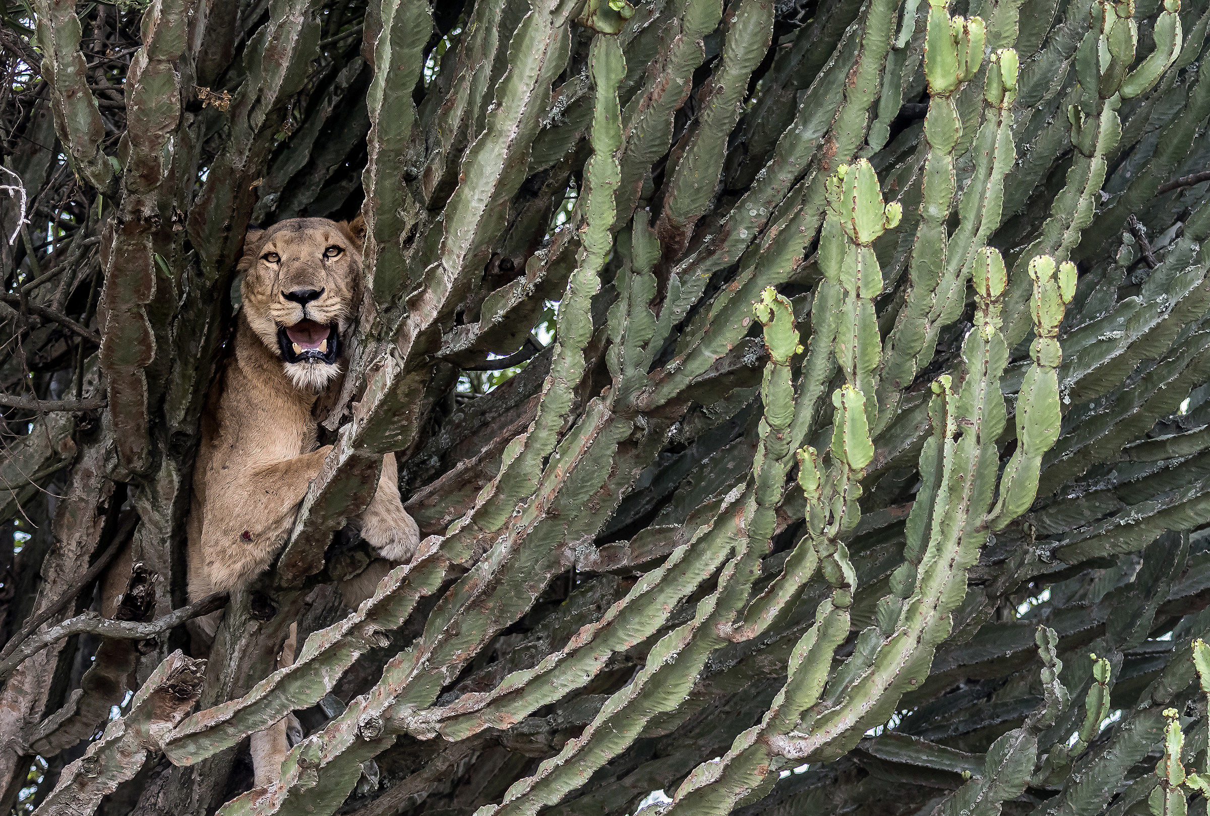 Climber lions - Uganda...