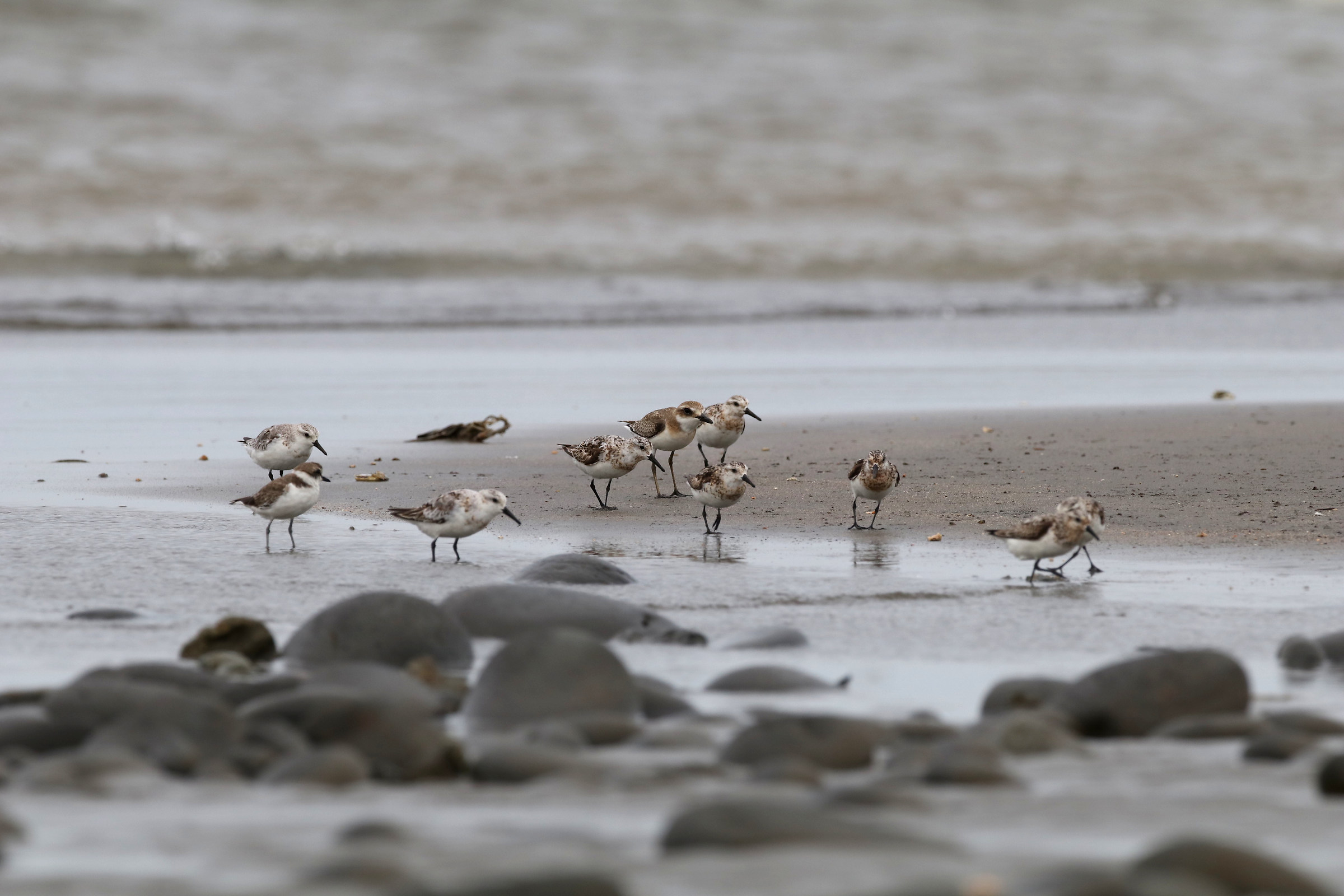 Grande Sand-Plover e Sanderling...