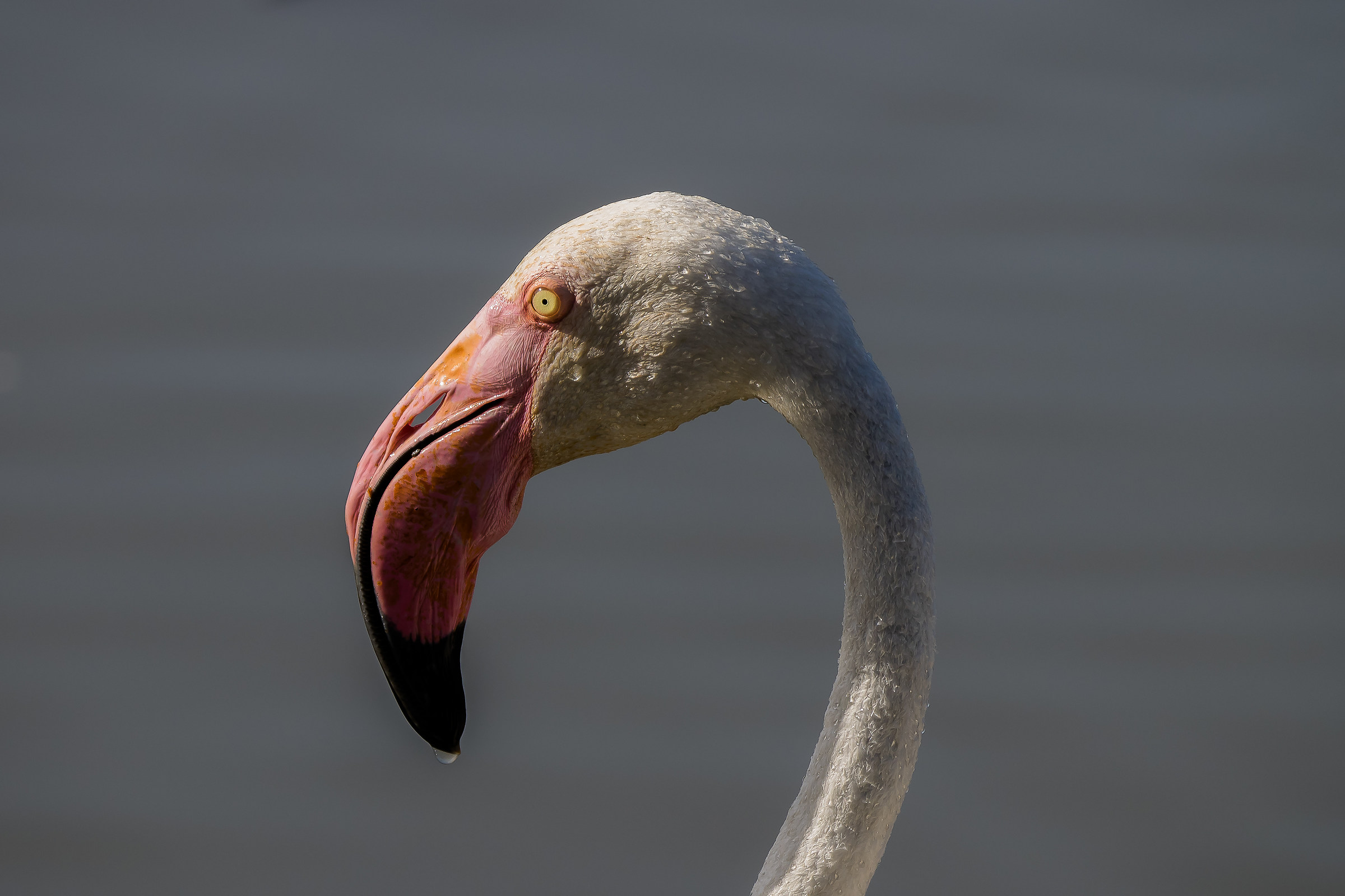 Flamingo...