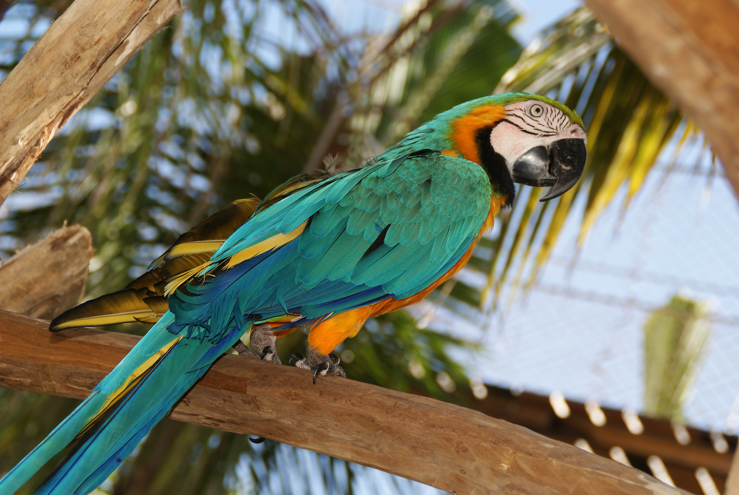 Honduras, parrot...