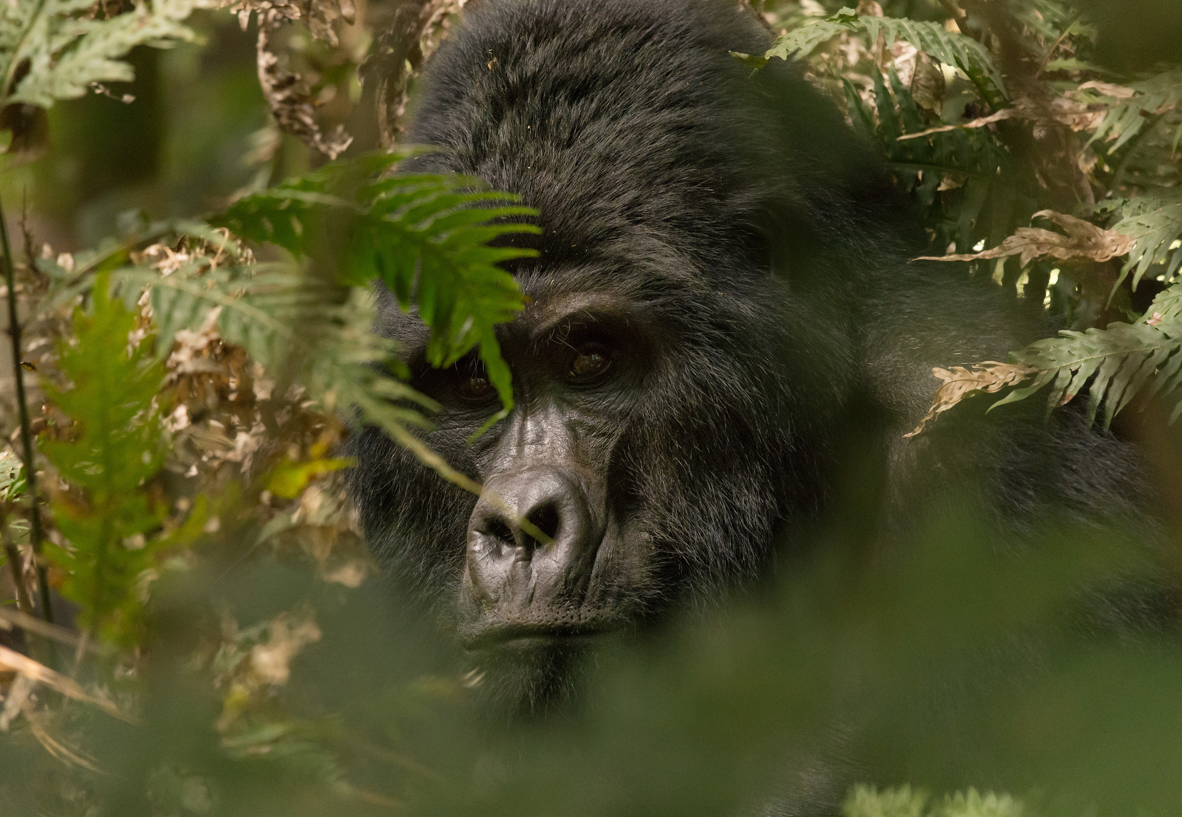 Silverback portrait...