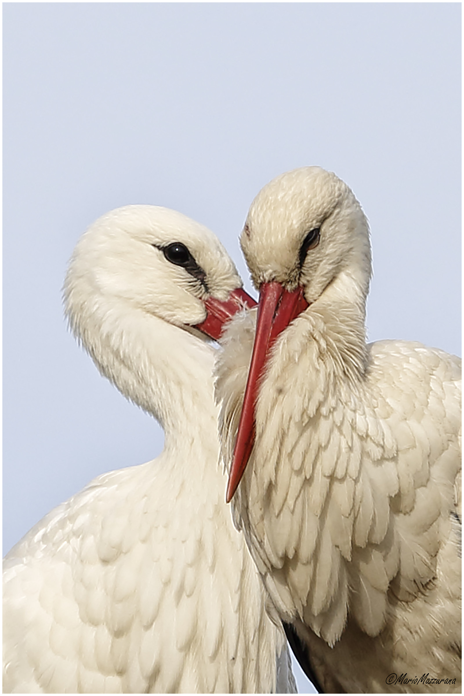 Storks "Love"...