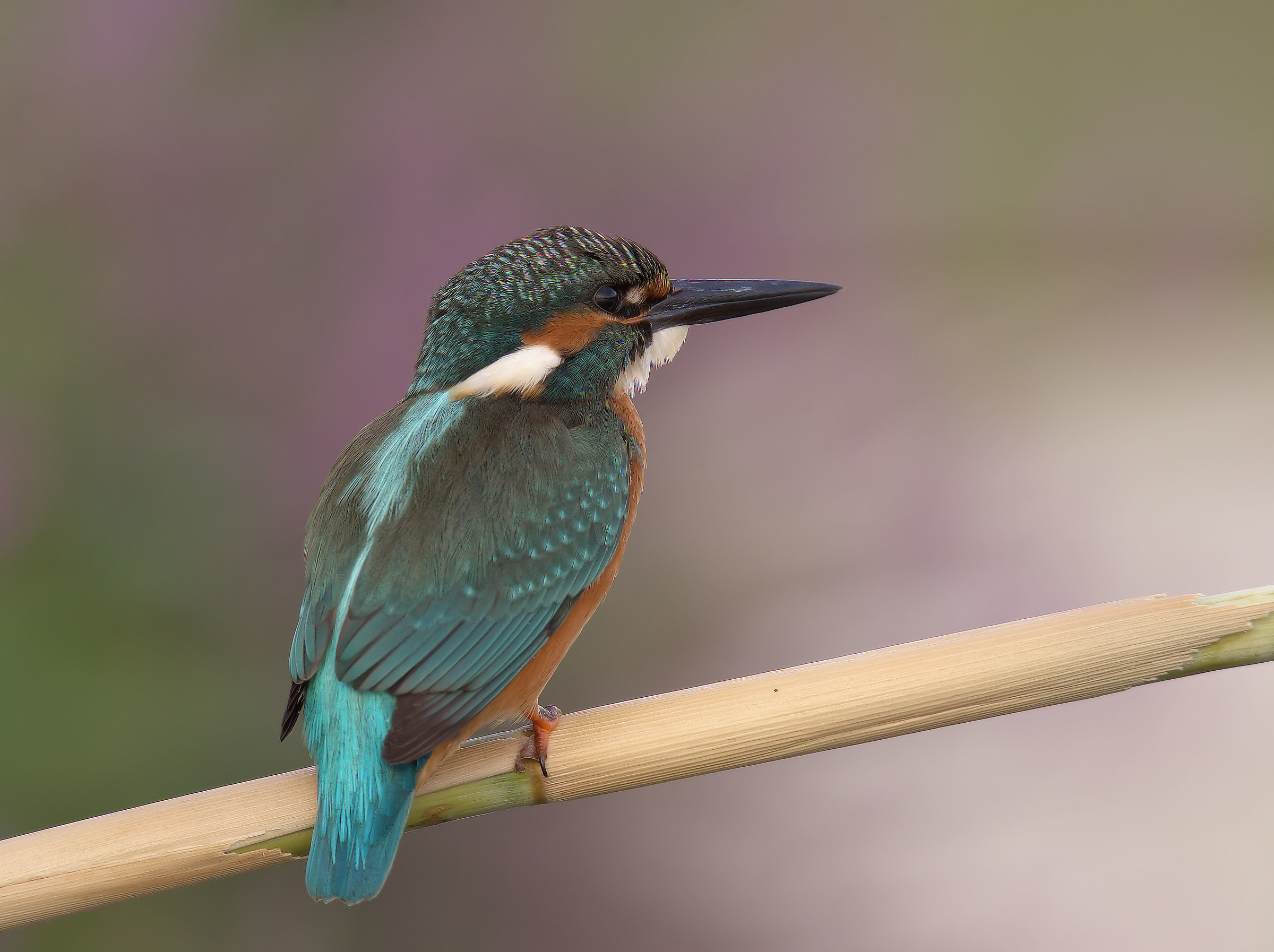 Martin Fisherman Male...