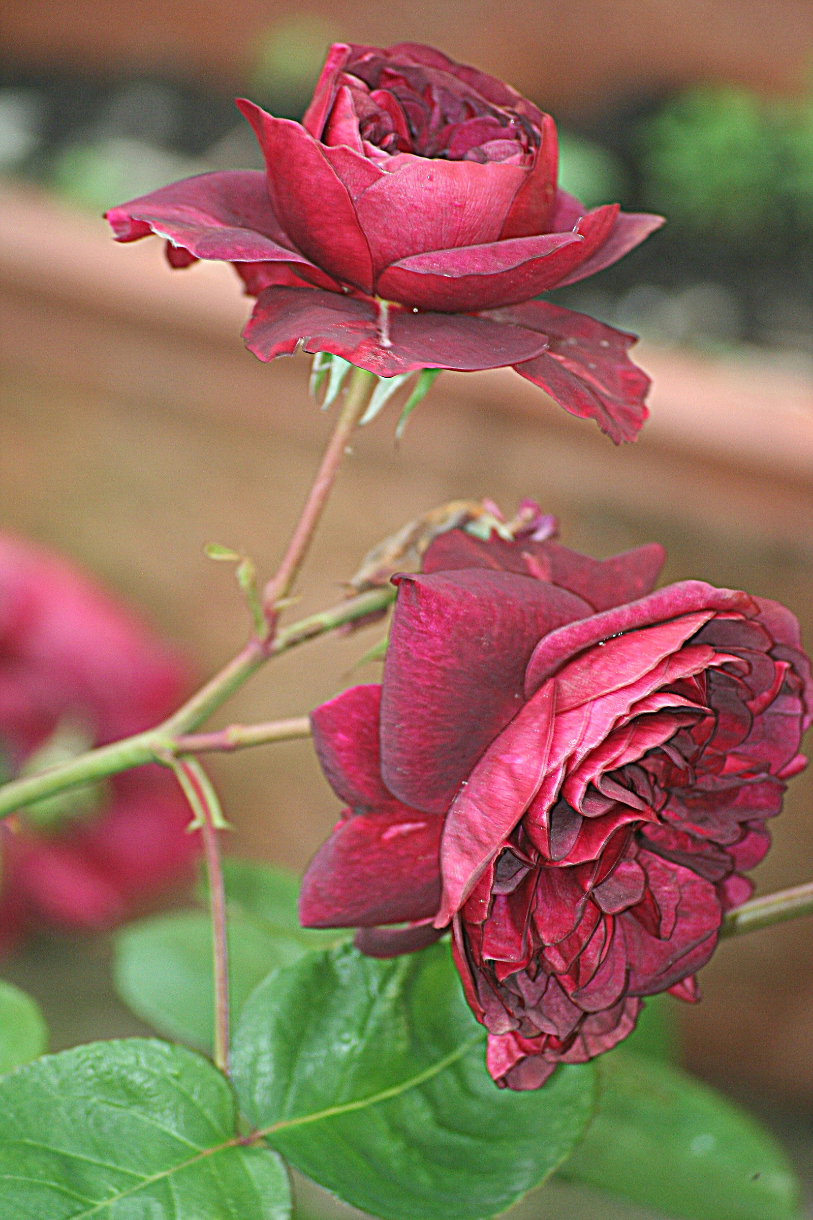 rosa inglese....profumatissima...