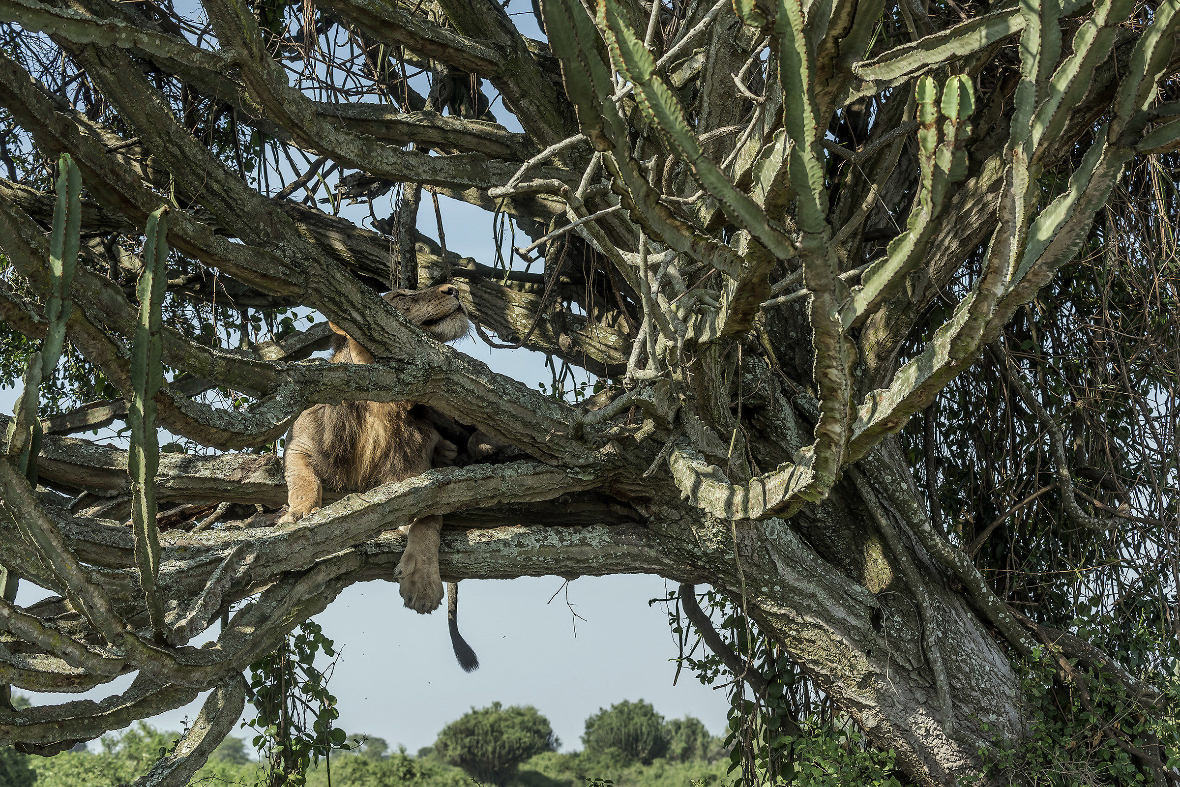 Lion climber - Uganda...