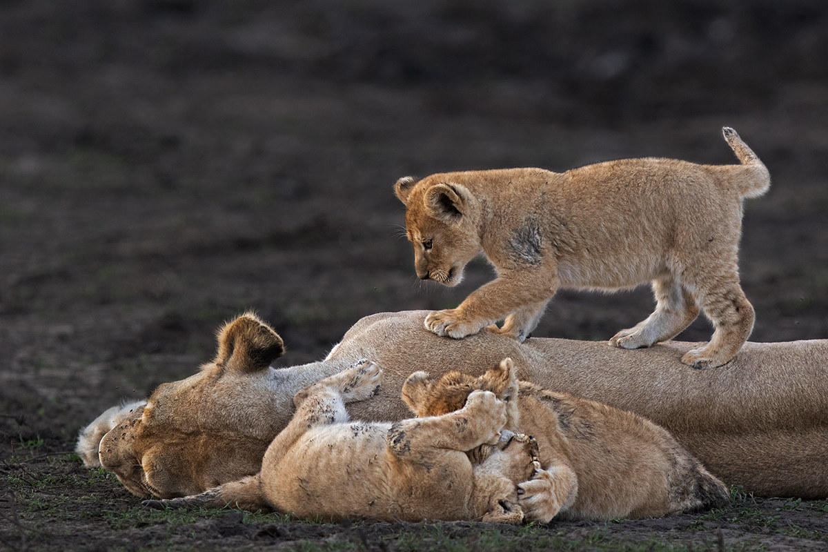 mother and cubs...