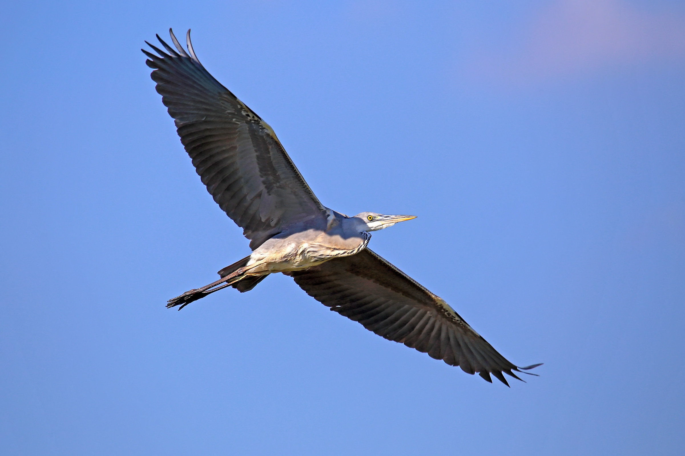 Heron flying in flight...