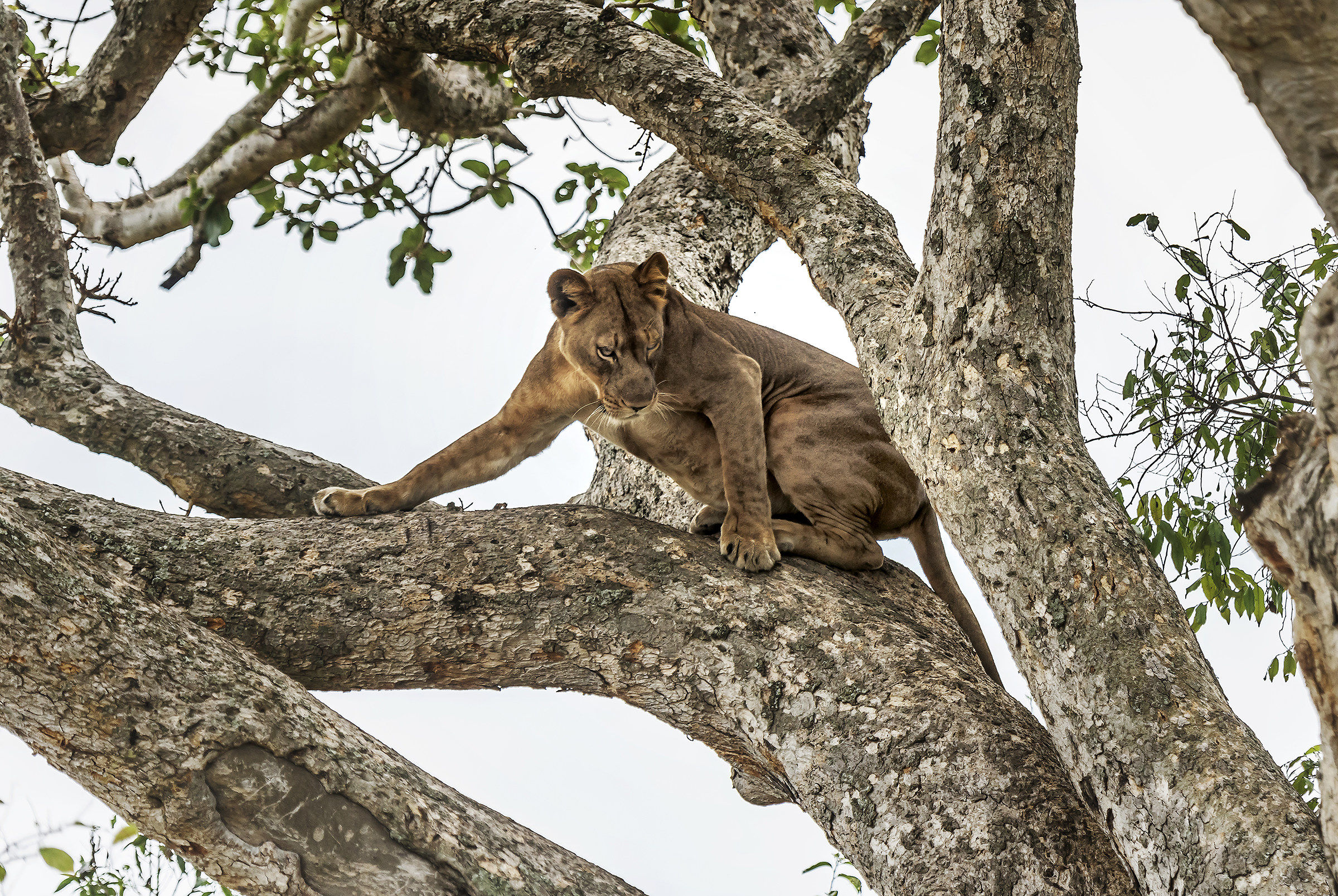 Lion climber - Uganda...