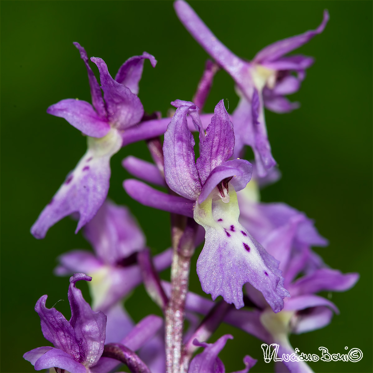 Orchis mascula...