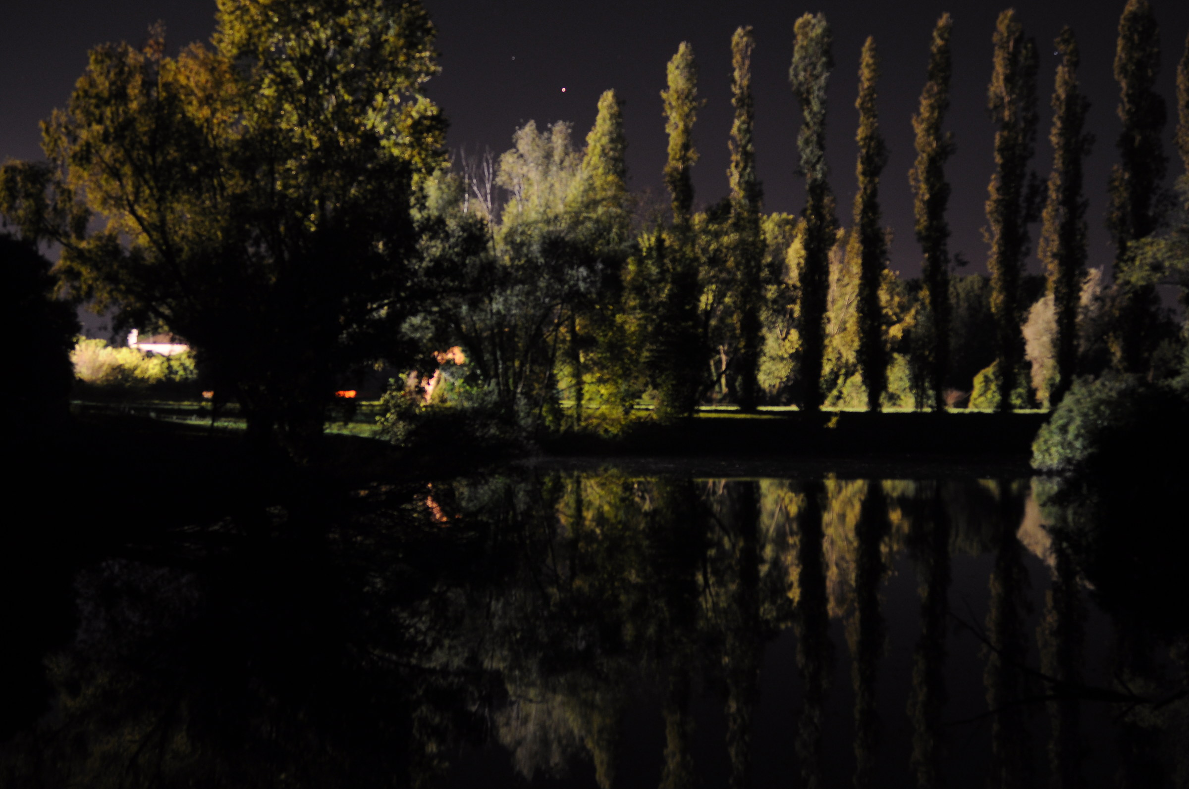 Illuminated trees...