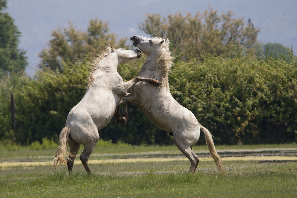 Camargue breed horses - Cona Island...
