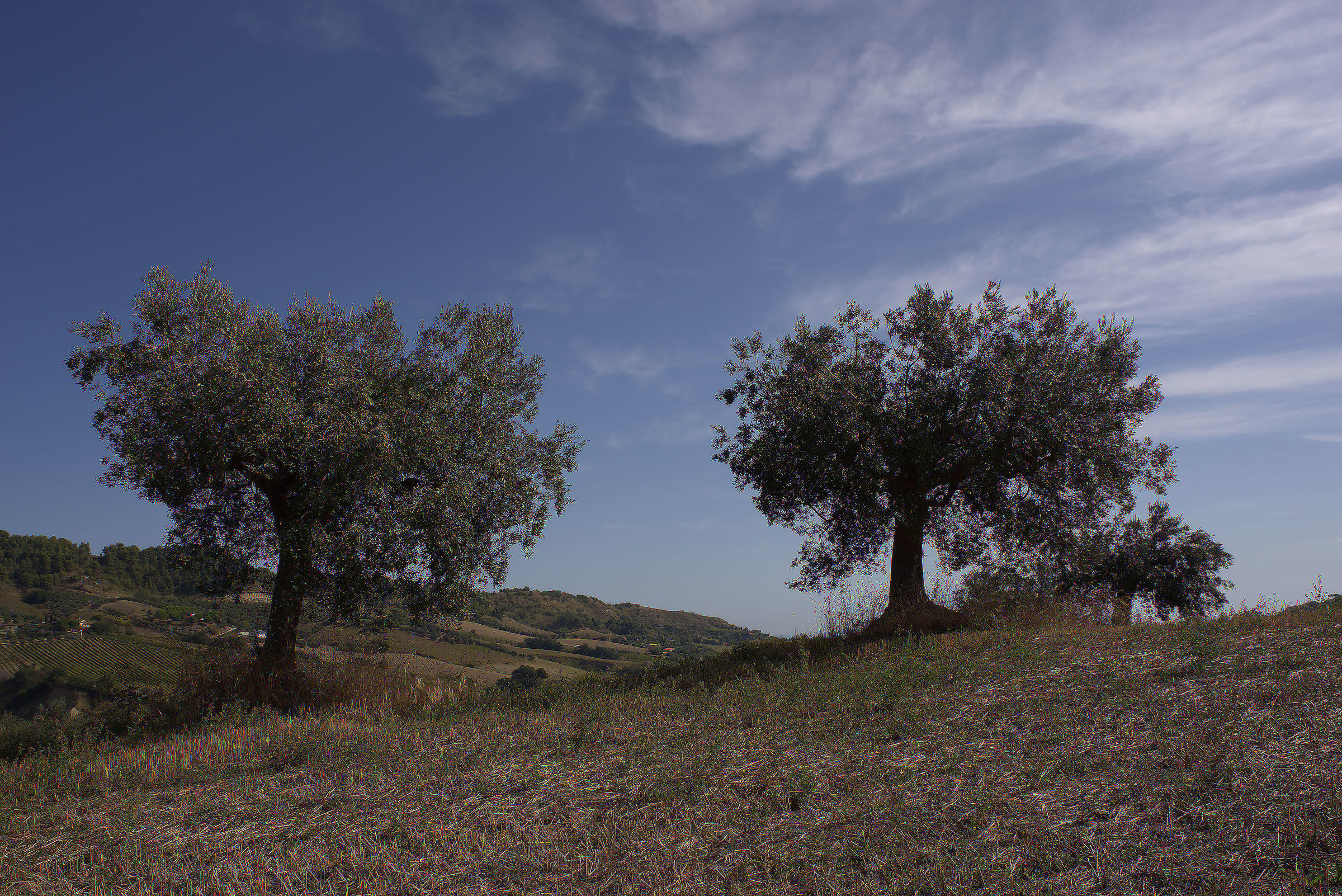 Campagna marchigiana...