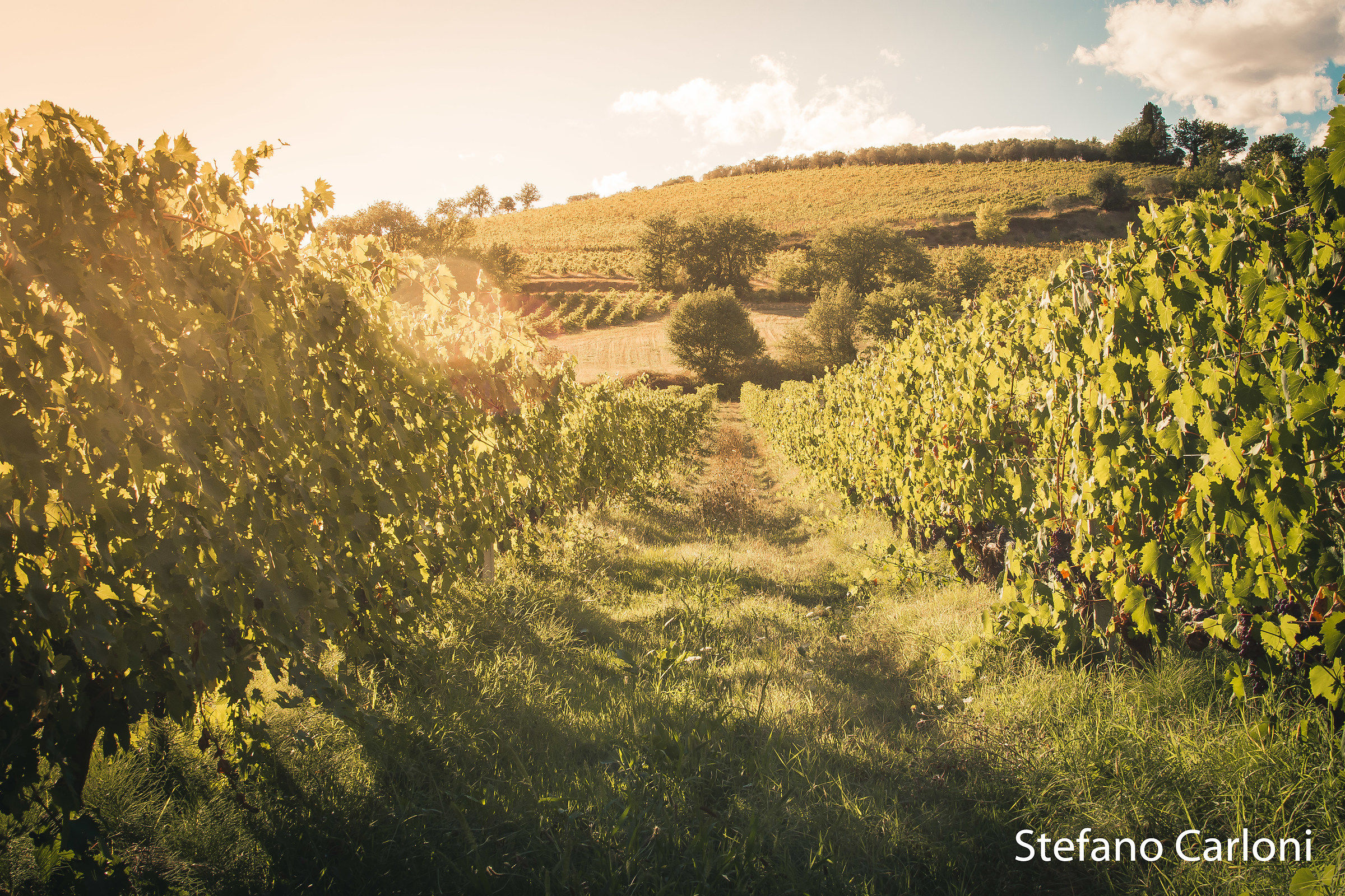 Vineyards in Montefalco (pg)...