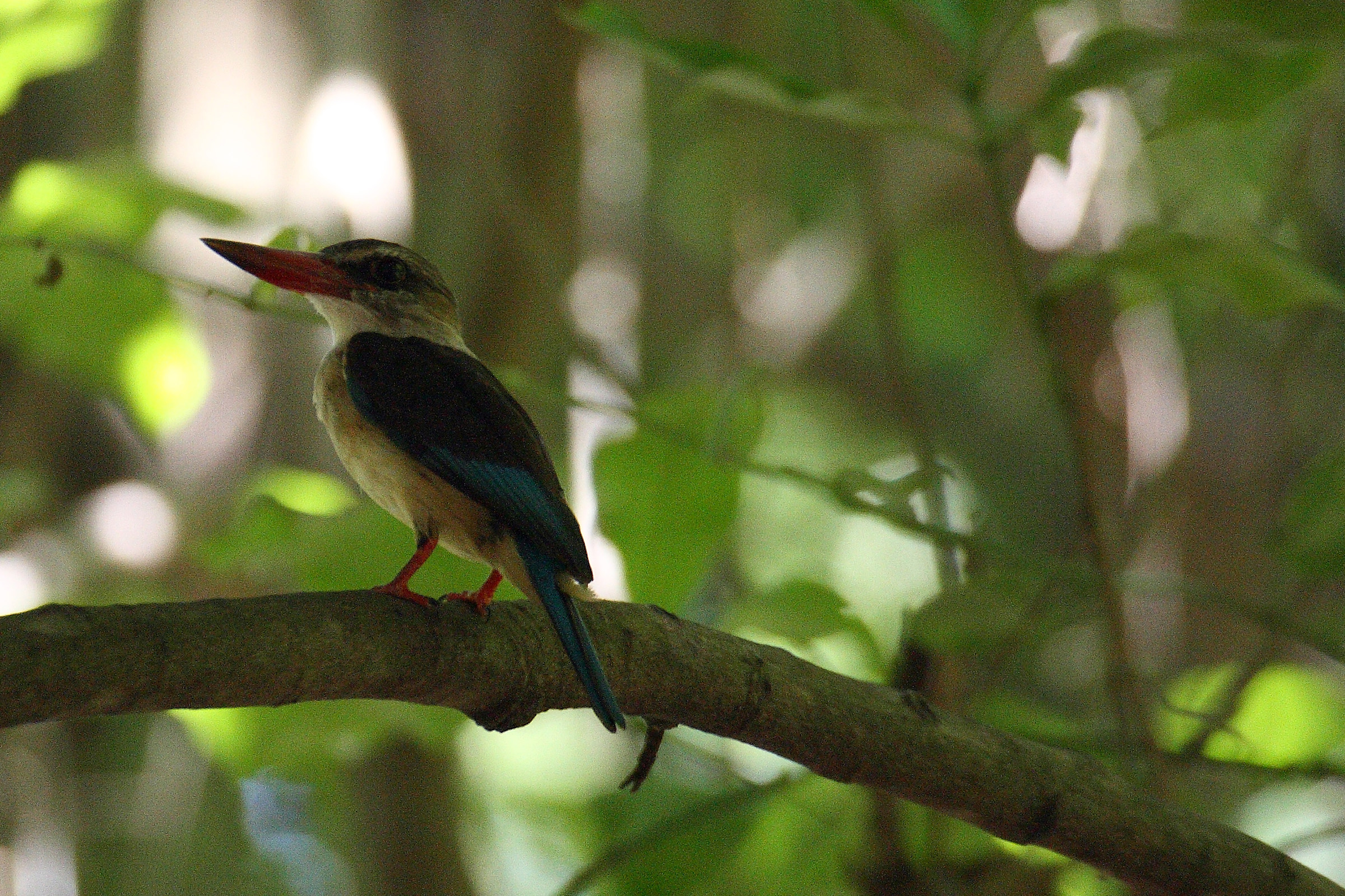 Halcyon albiventris orientalis  Brown-hooded kingfisher...