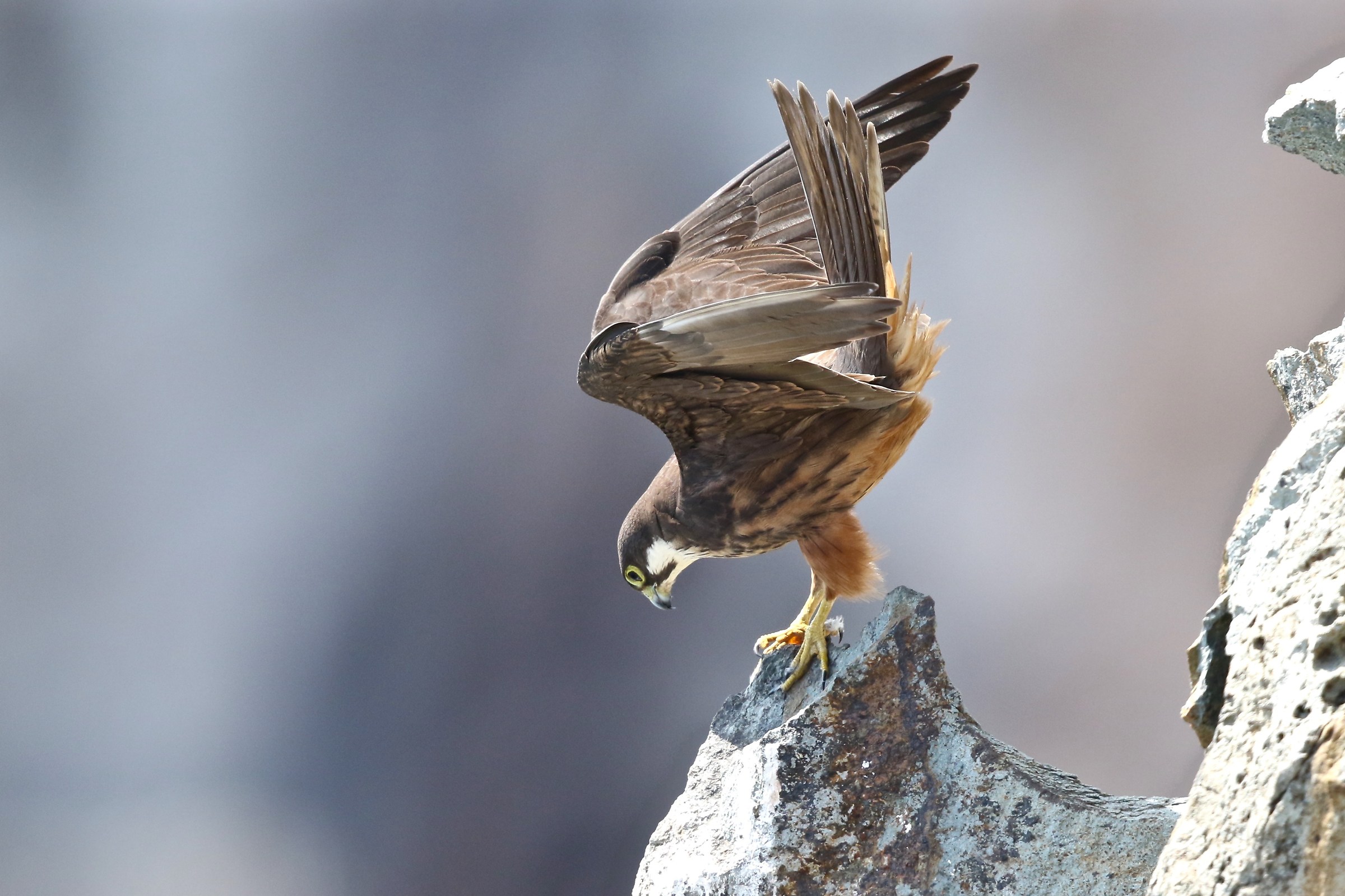 queen hawk...