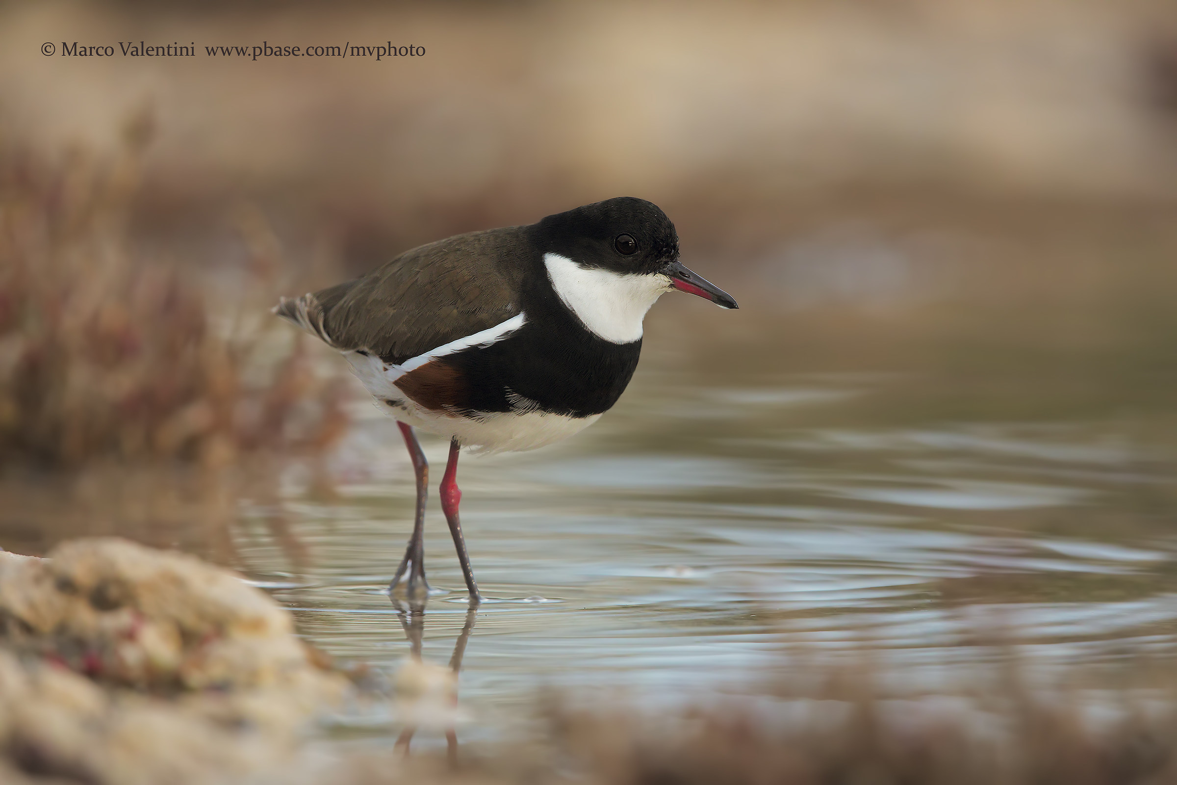 Red-kneed dotterel...