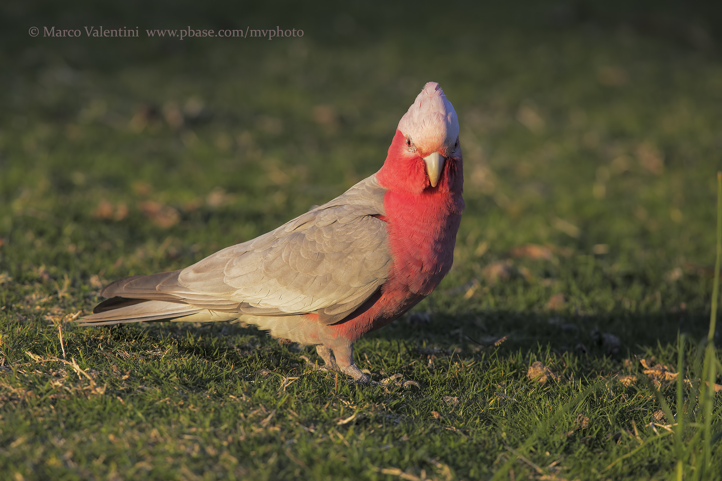 Galah...