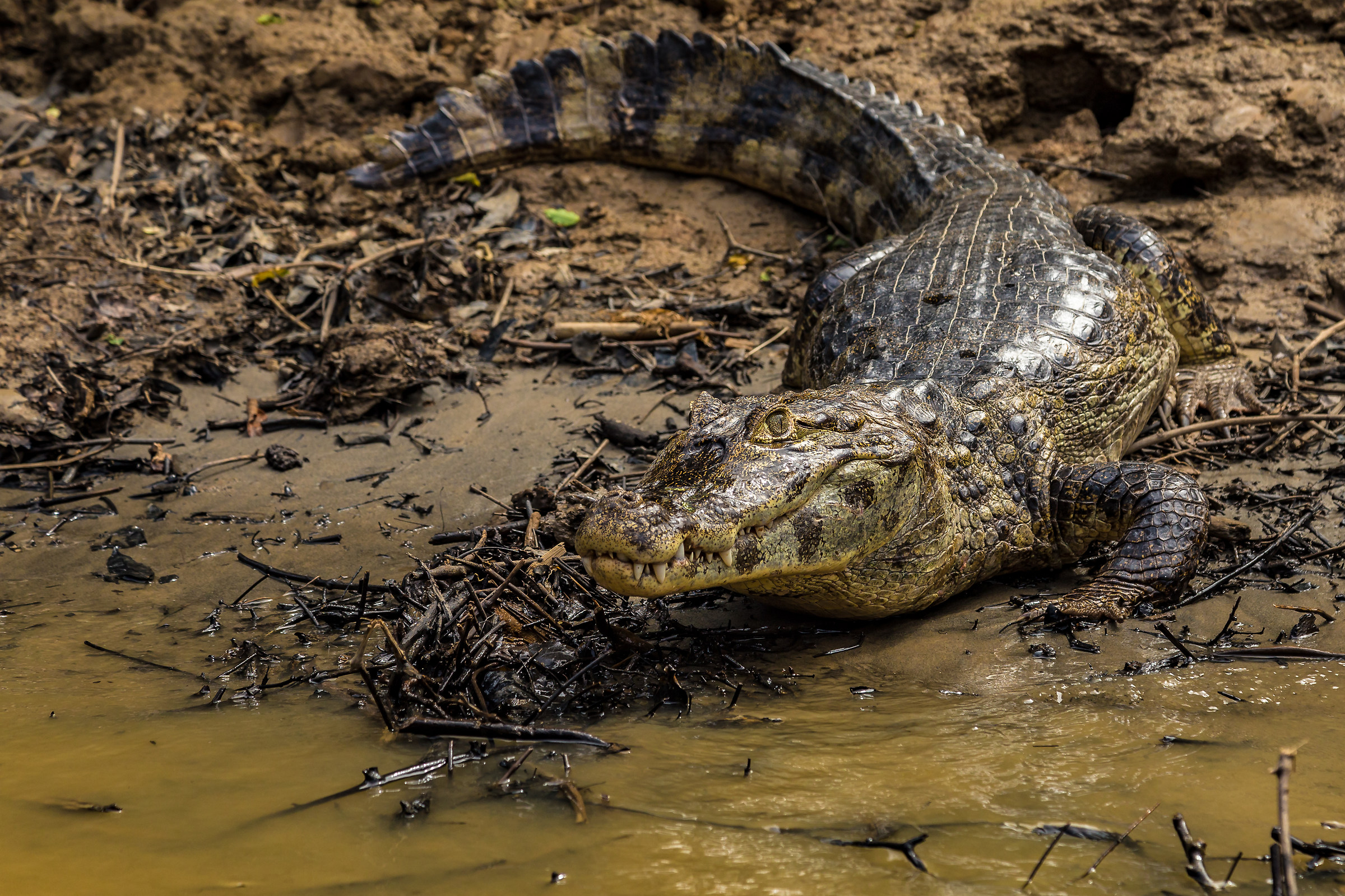 Waiting on the banks of the Rio Yacuma...